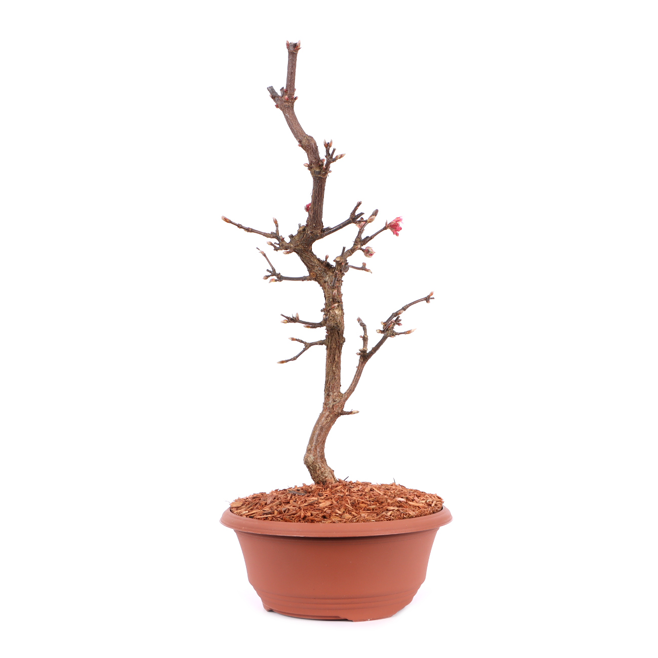 Viburnum x bodnantense 'Dawn'