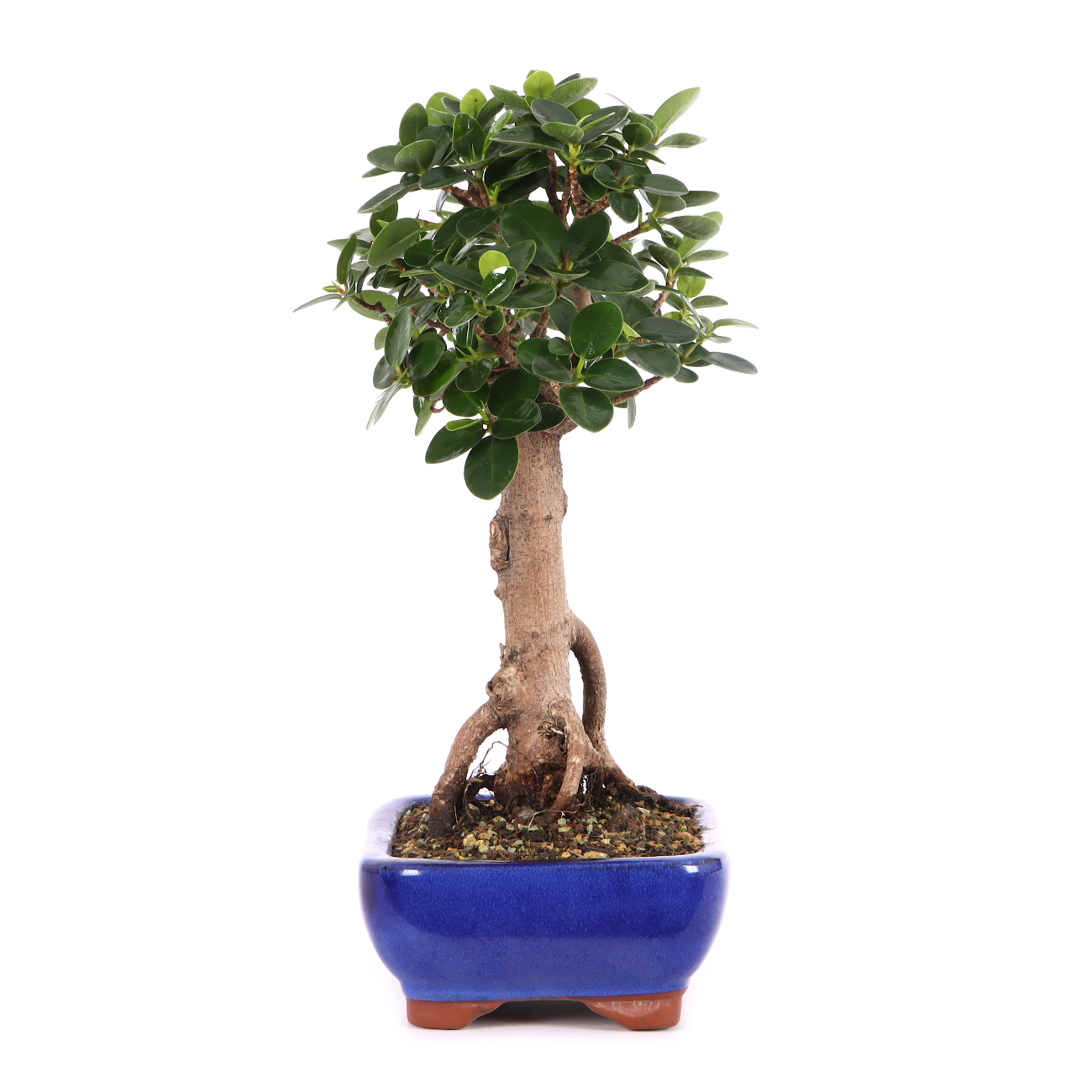 Ficus microcarpa 'Shiny'