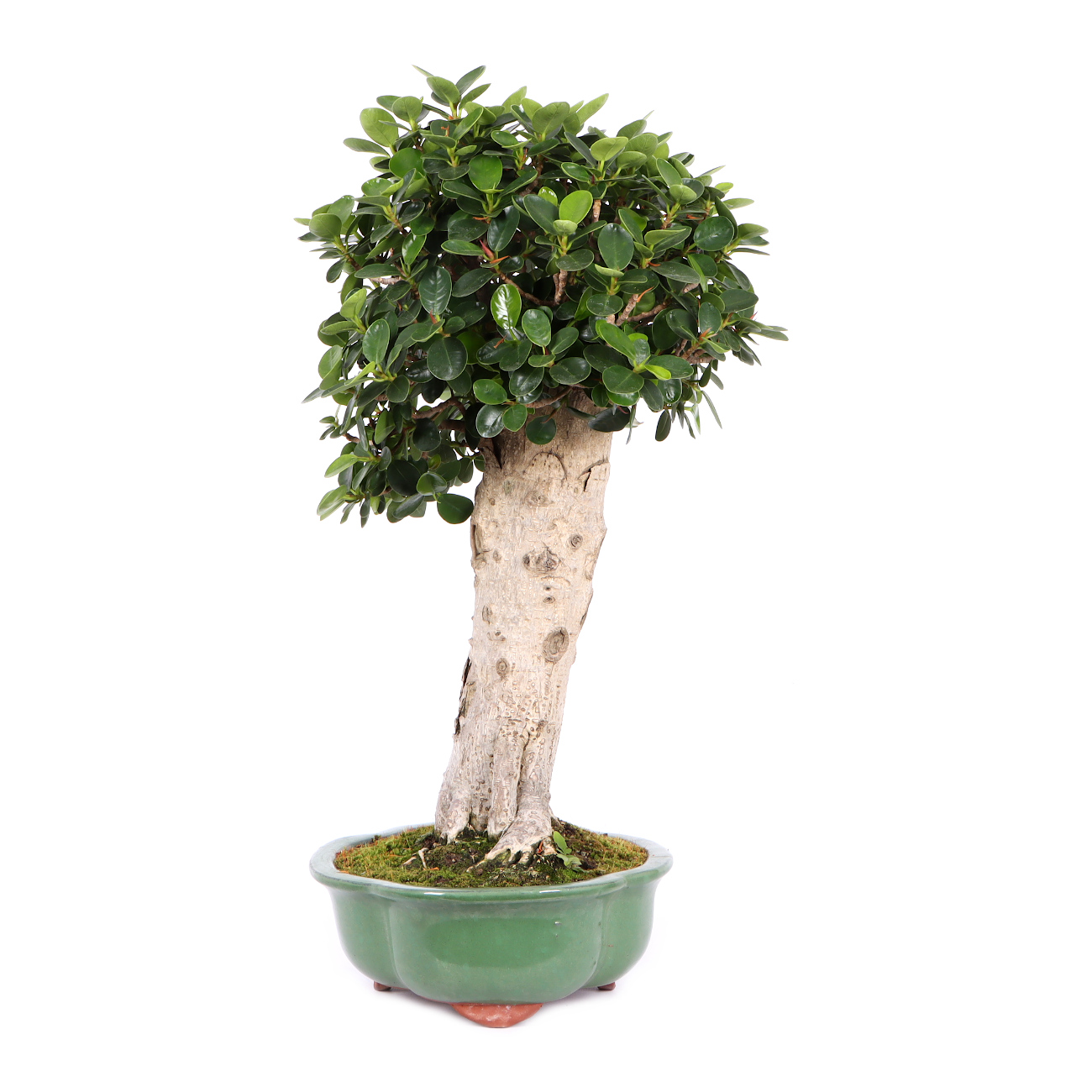 Seitenansicht rechts