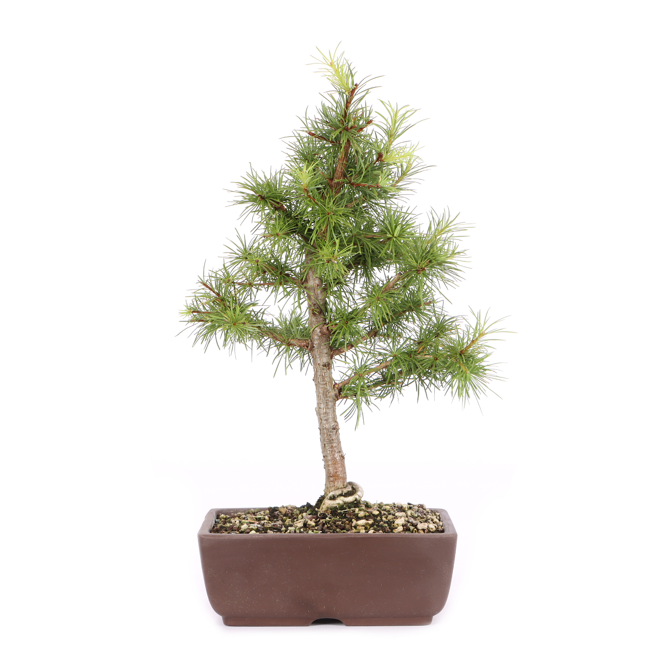 Larix kaempferi