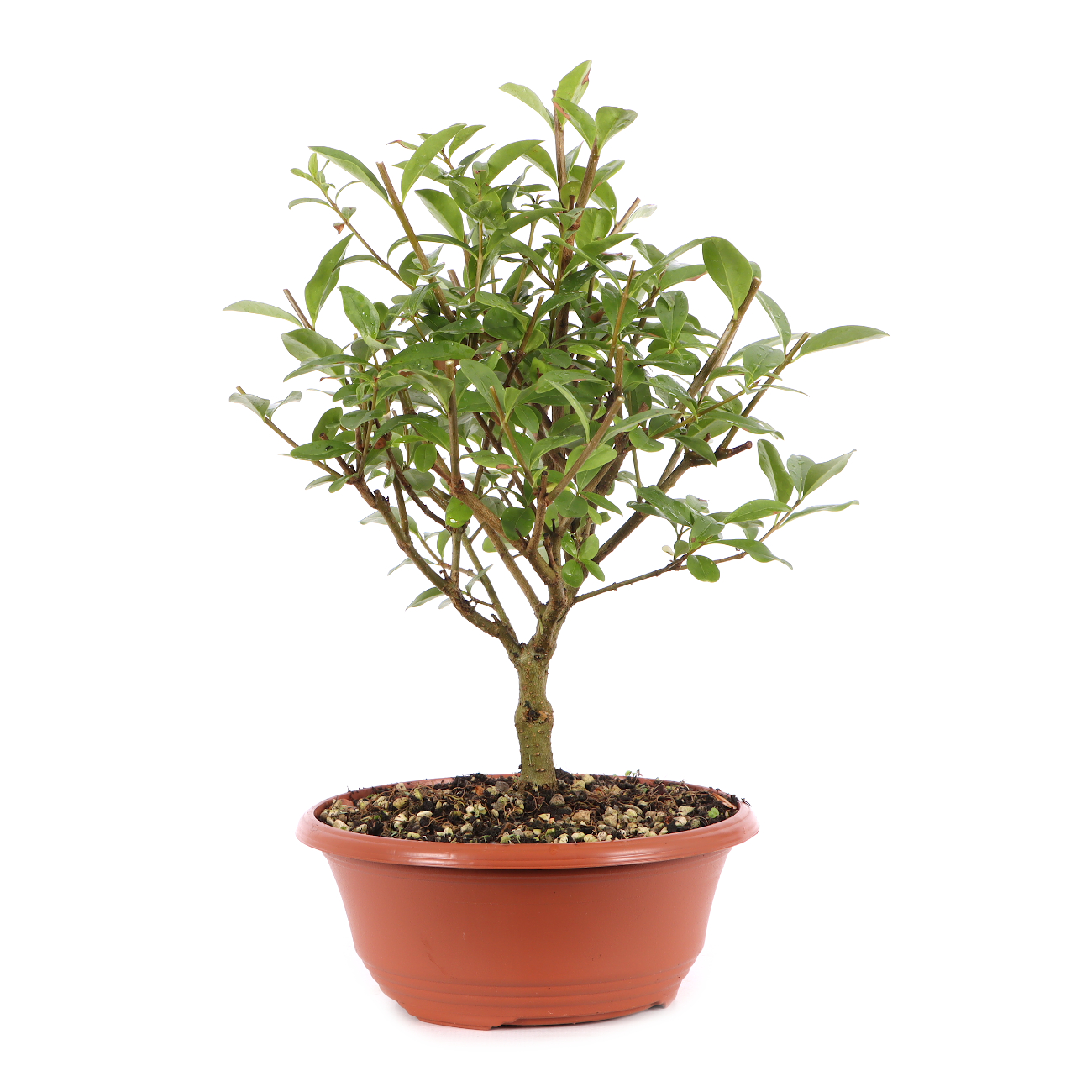 Ligustrum vulgare