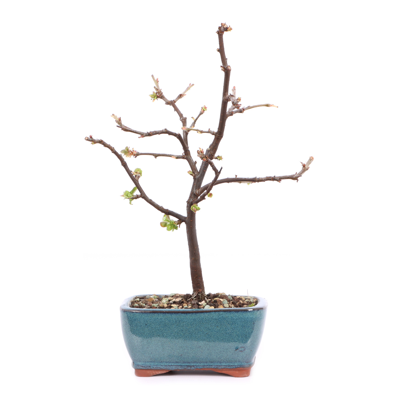 Pseudocydonia sinensis