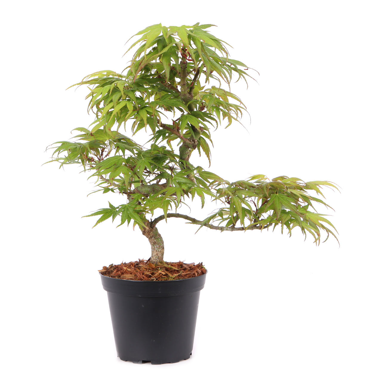 Acer palmatum 'Mikawa Yatsubusa'