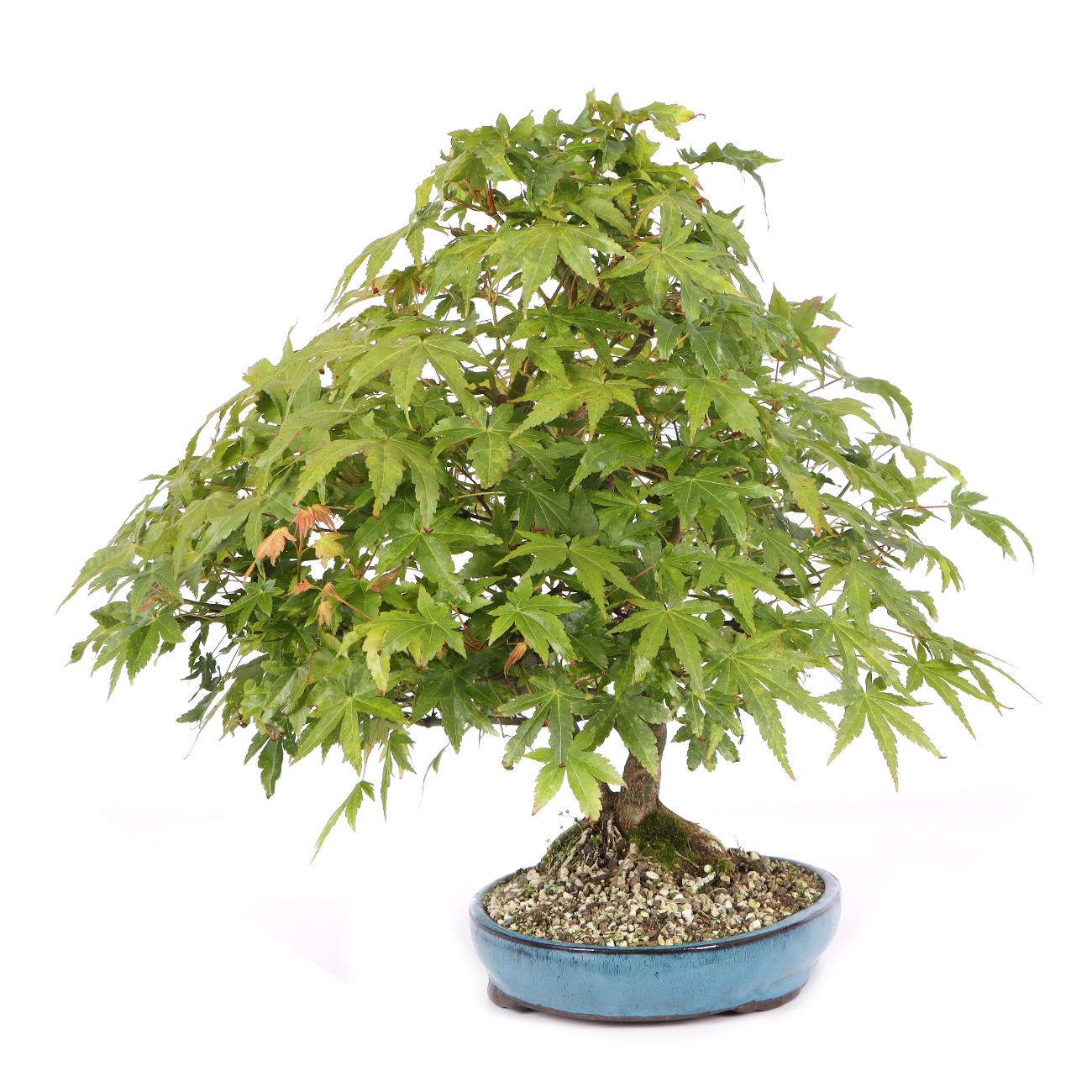 Acer palmatum