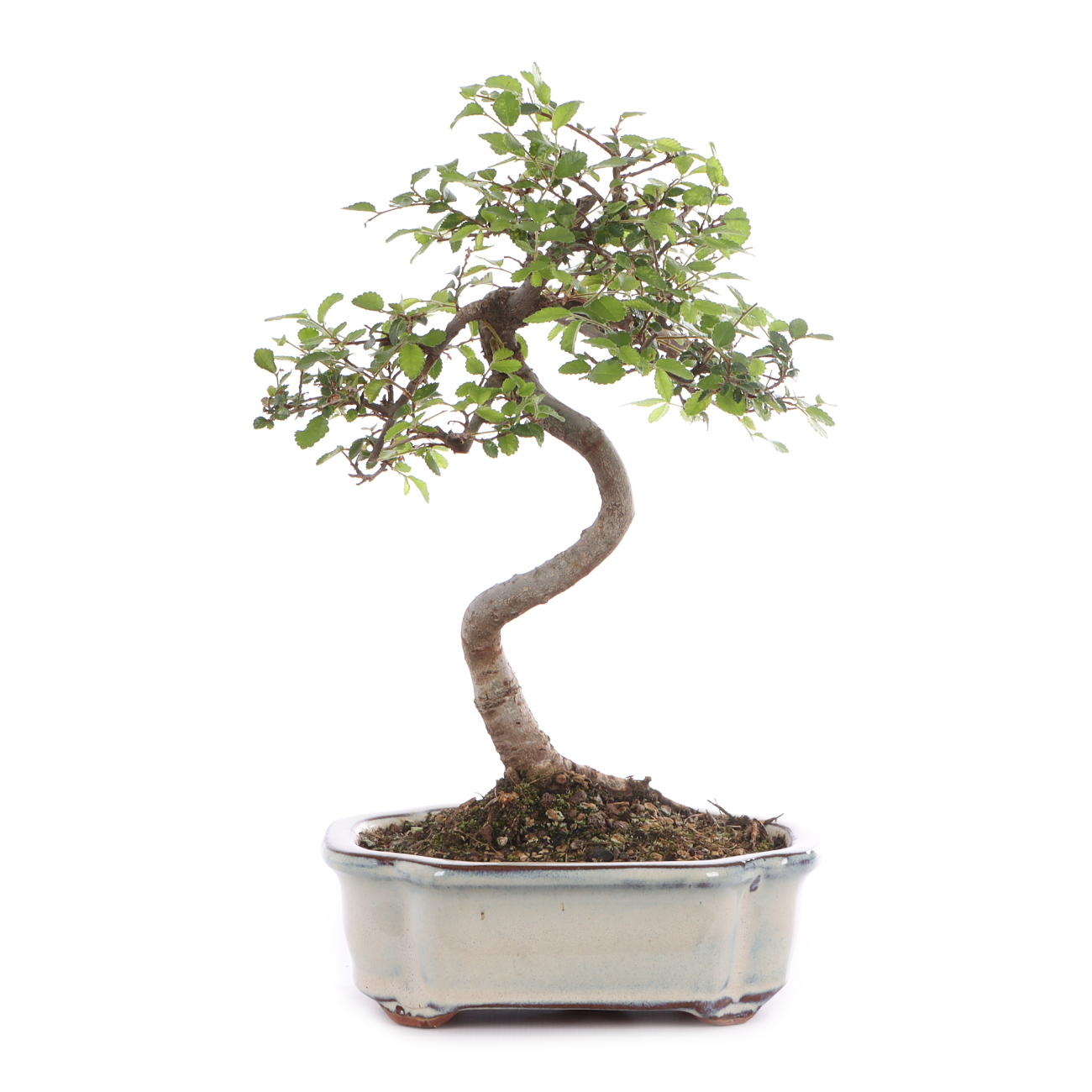 Ulmus parvifolia