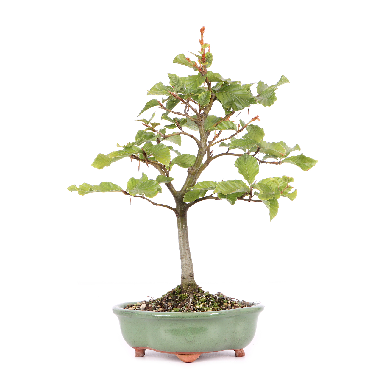 Fagus sylvatica