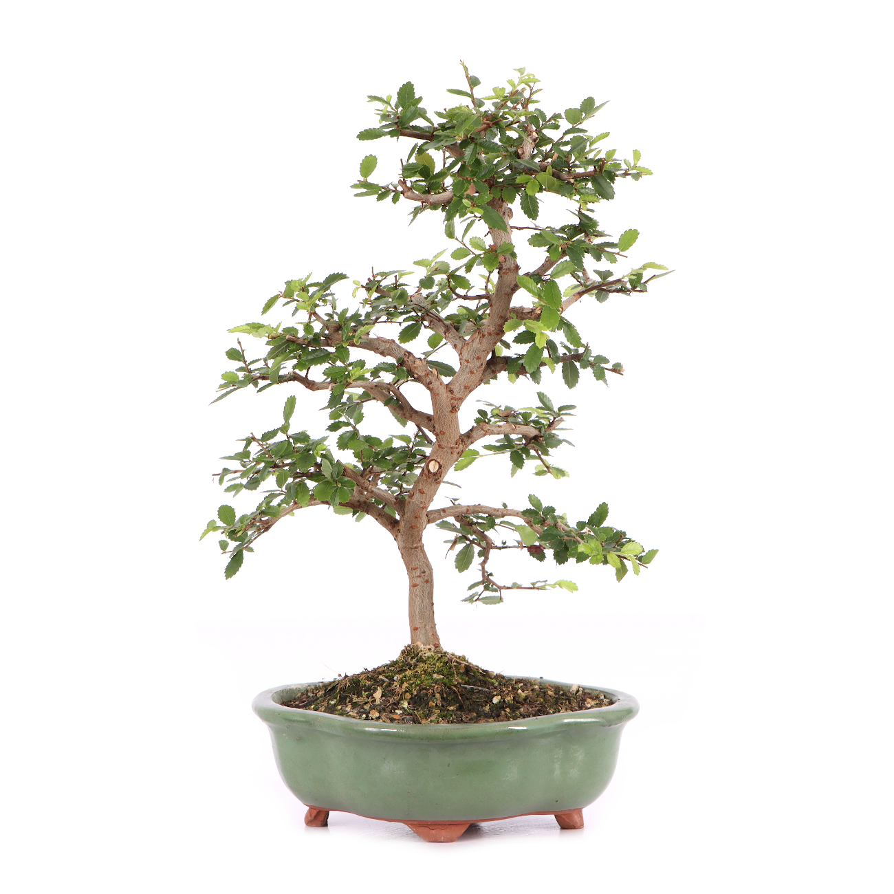 Ulmus parvifolia