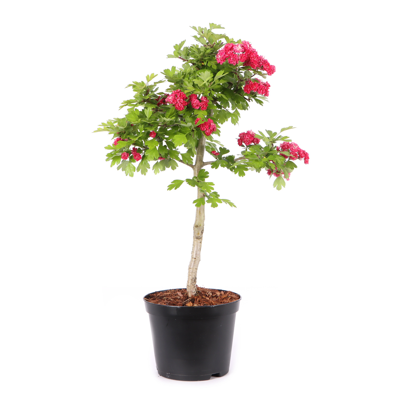 Crataegus laevigata 'Paul's Scarlet'