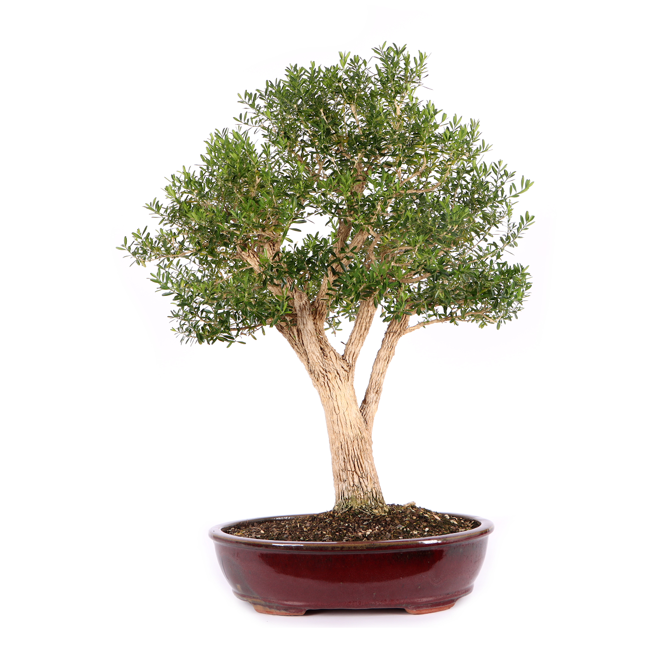 Buxus sinica var. sinica