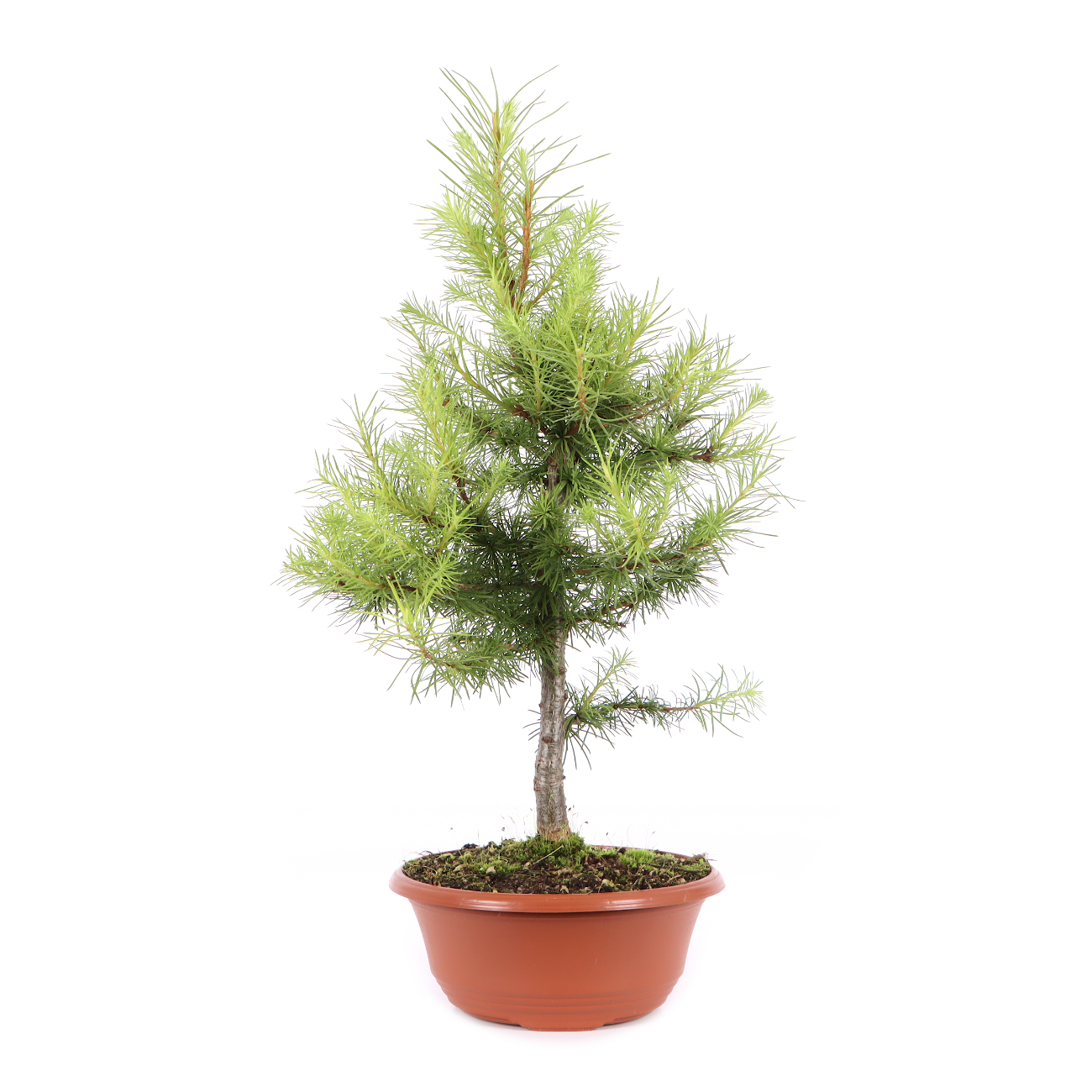 Larix kaempferi