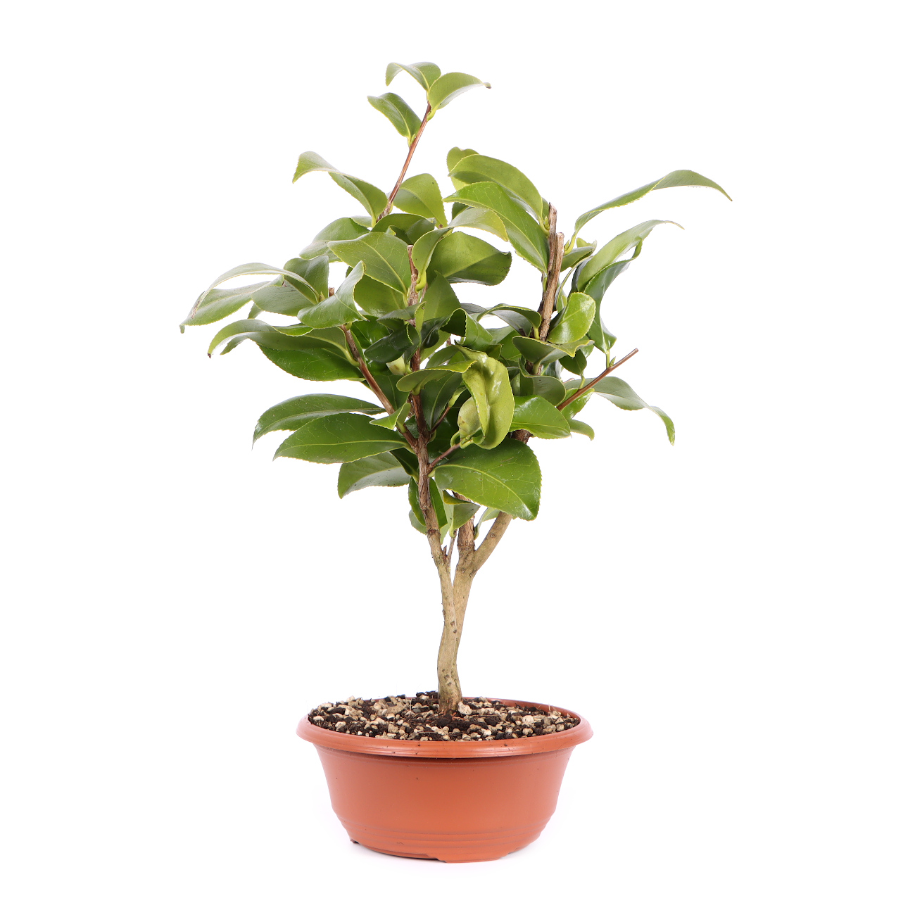 Seitenansicht rechts