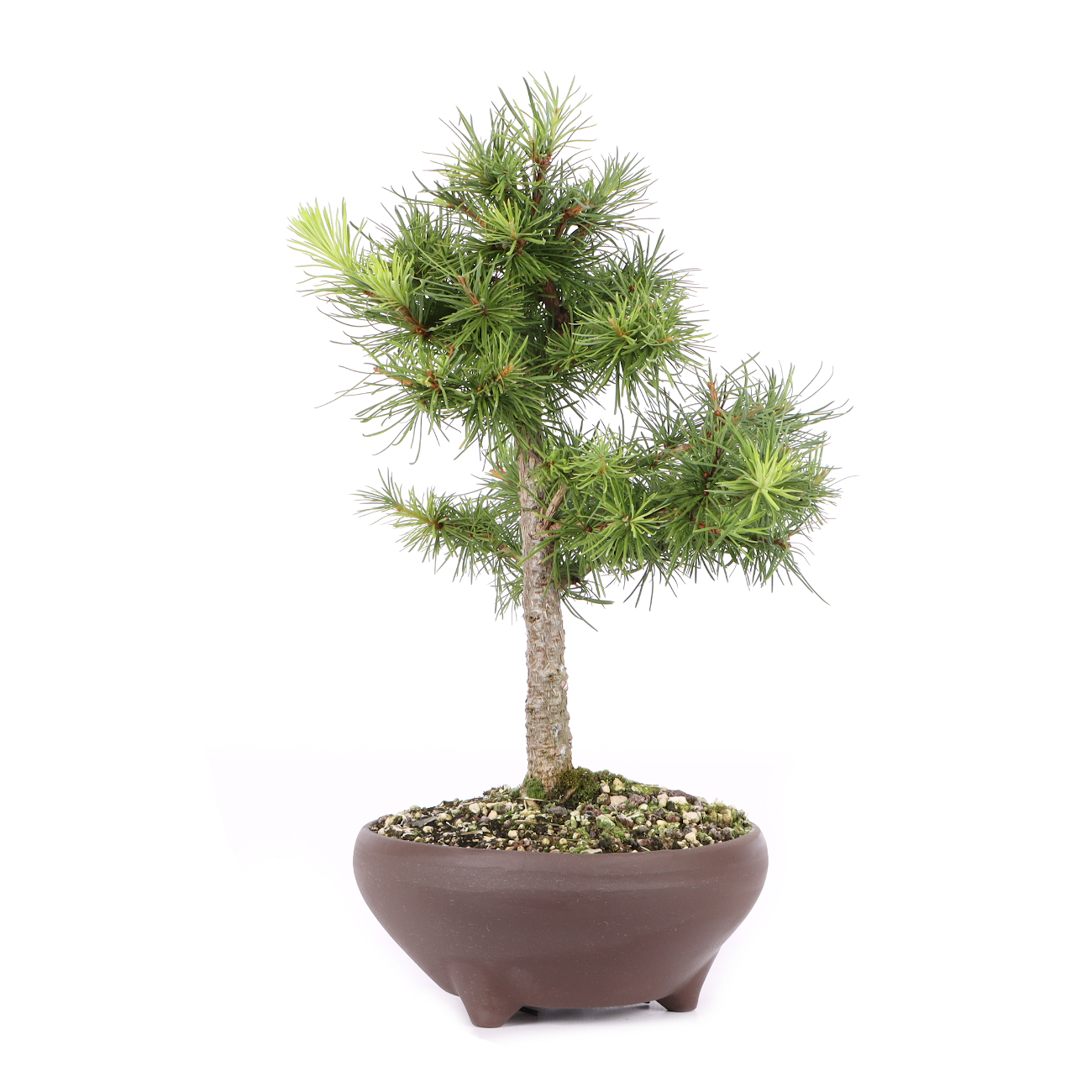 Larix kaempferi
