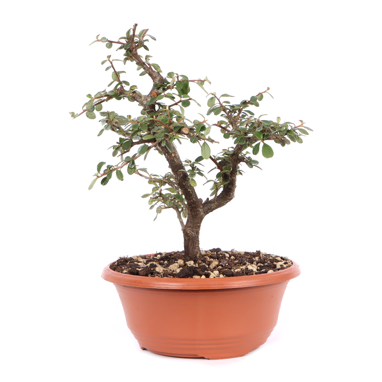 Cotoneaster dammeri 'Skogholm'