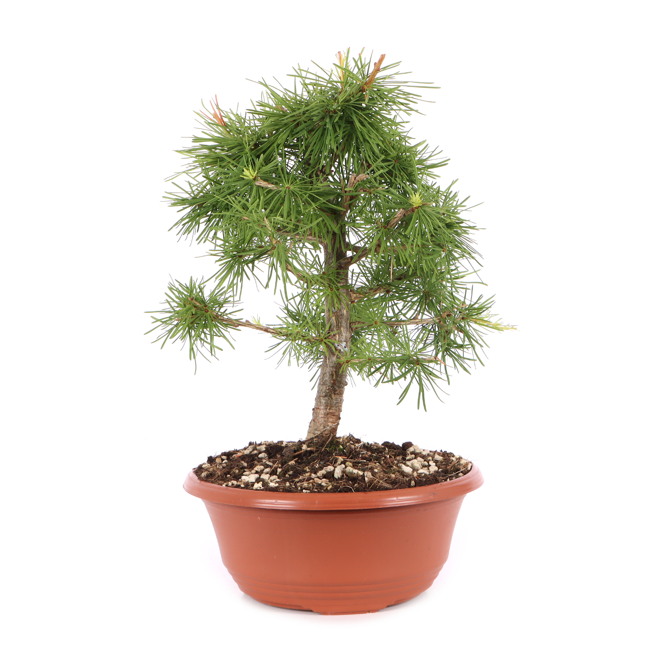 Larix decidua