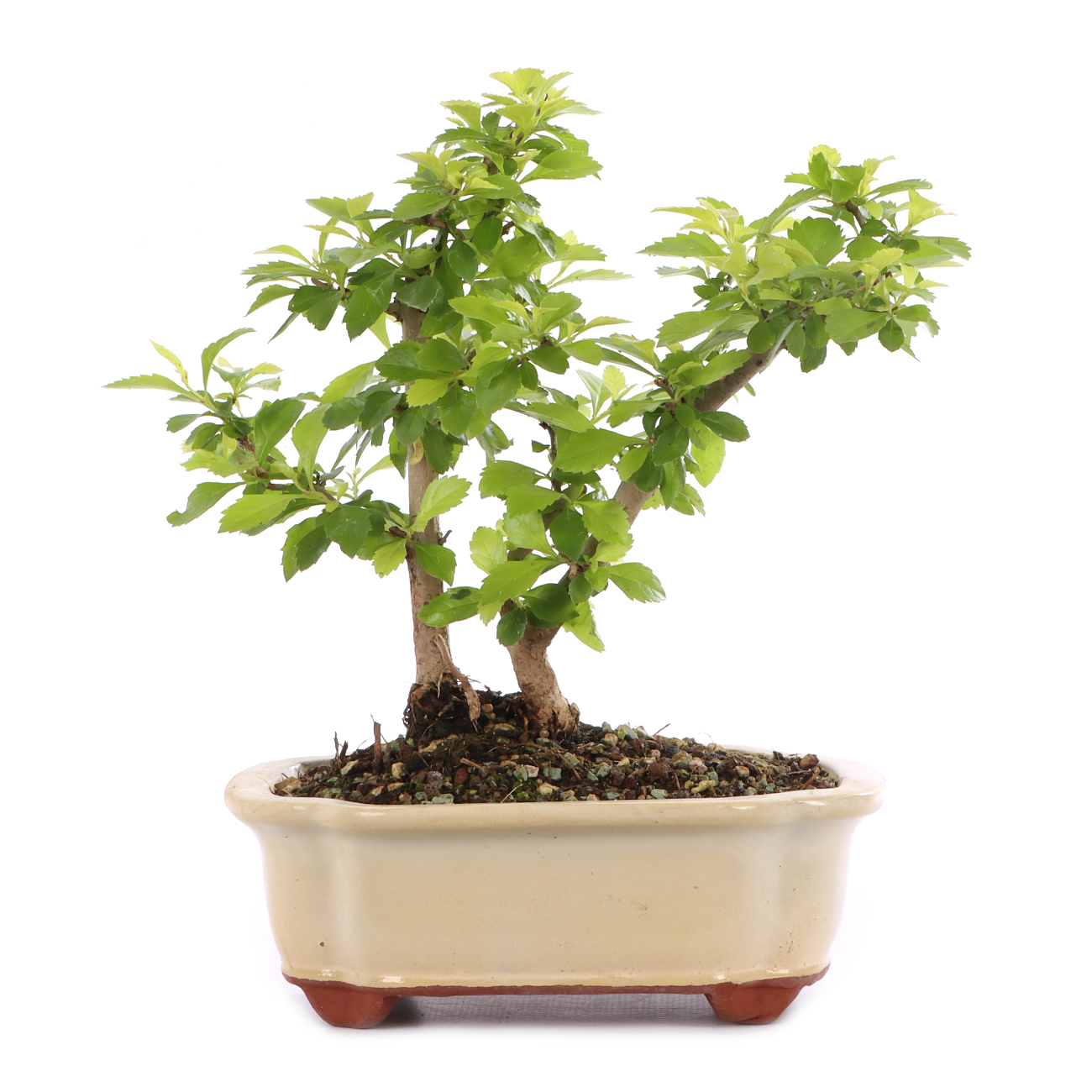 Duranta erecta