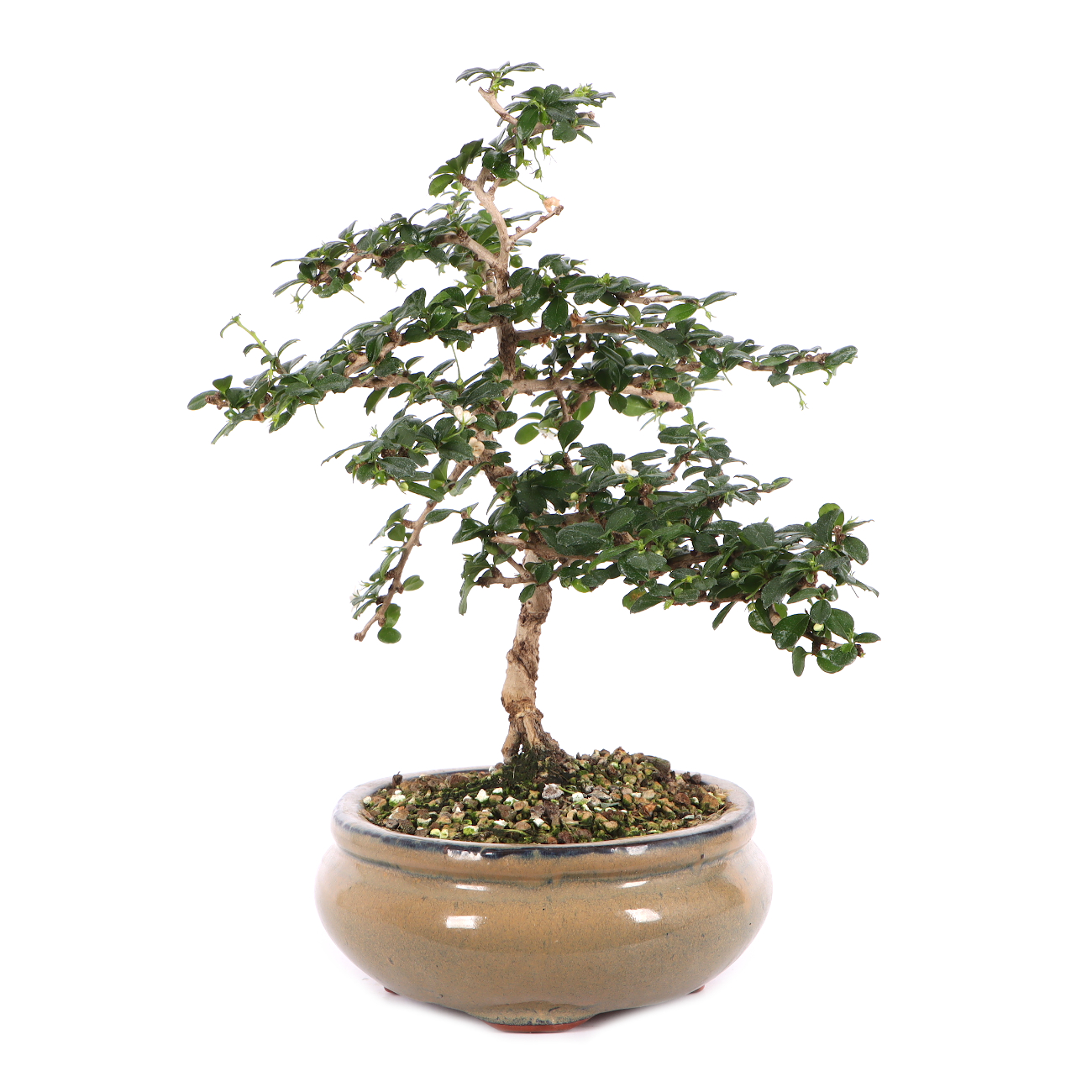 Carmona microphylla