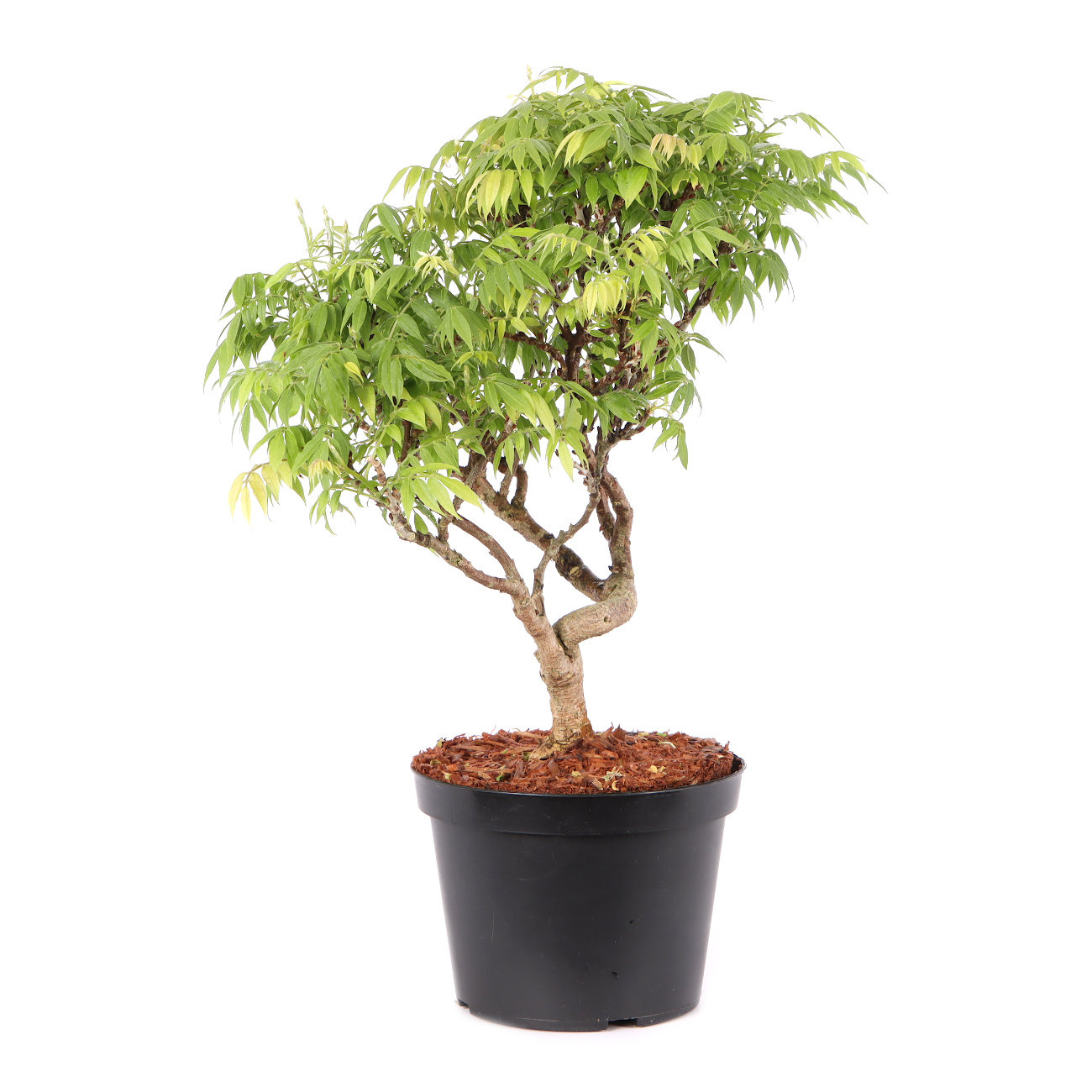 Millettia japonica 'Hime Fuji'