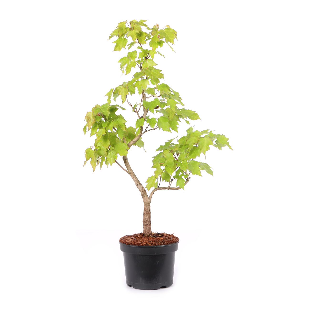 Acer ginnala