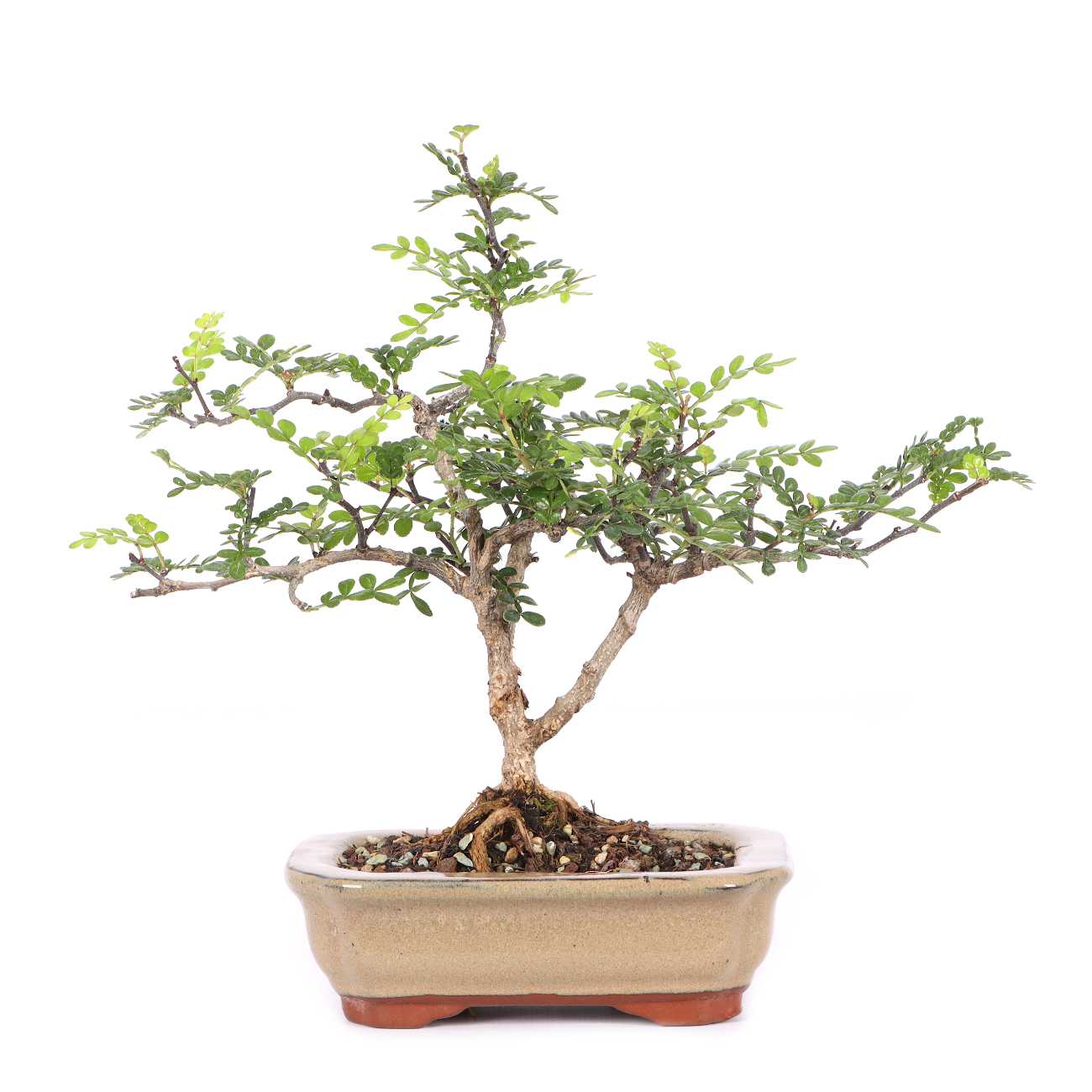 Zanthoxylum spec.