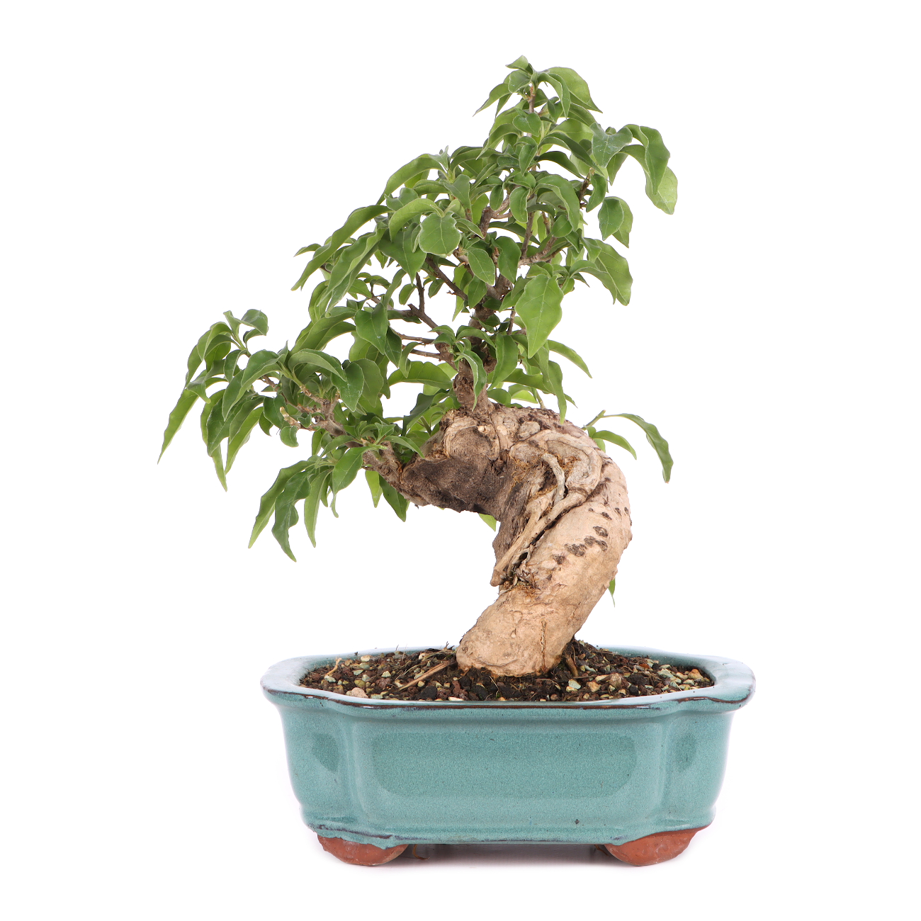 Bougainvillea glabra