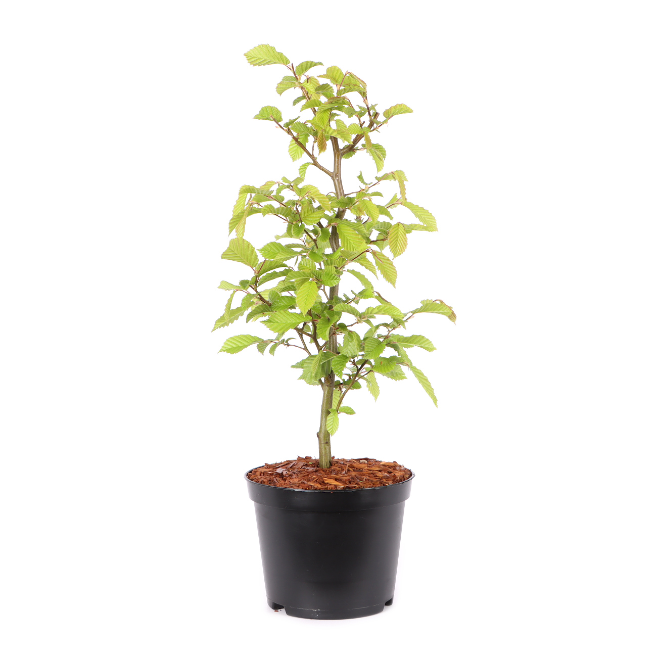 Carpinus betulus