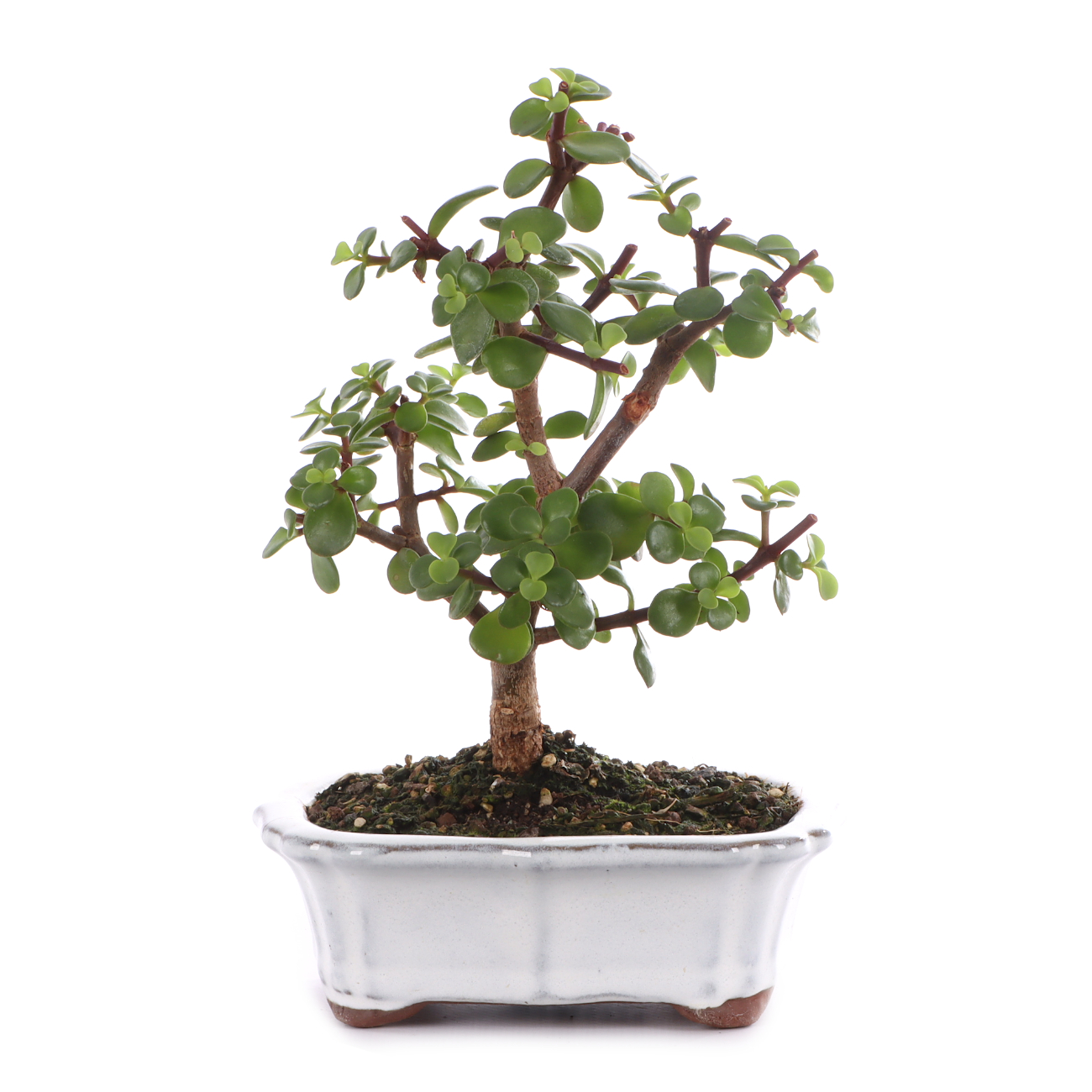 Portulacaria afra