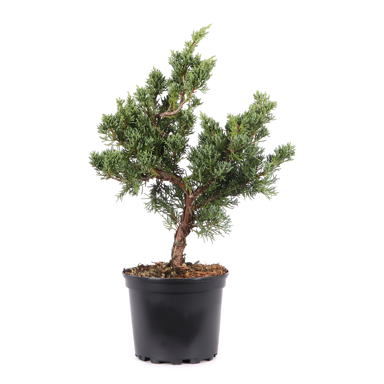 Juniperus chinensis ‘Blaauw‘