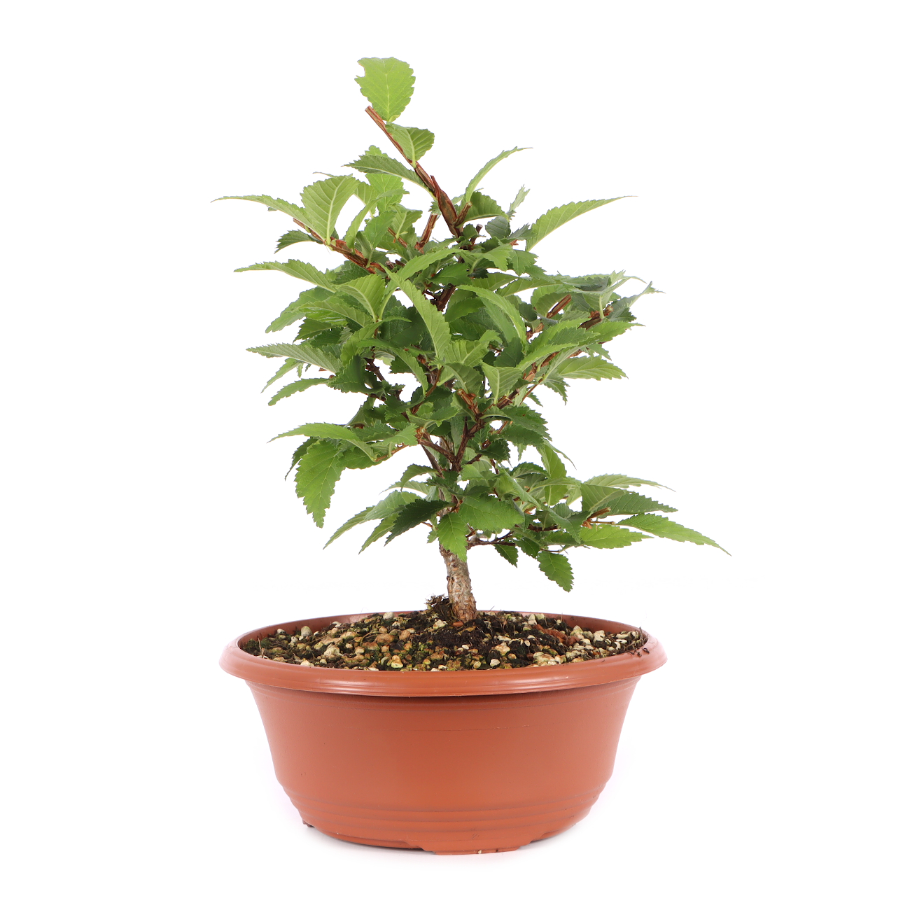Ulmus minor var.