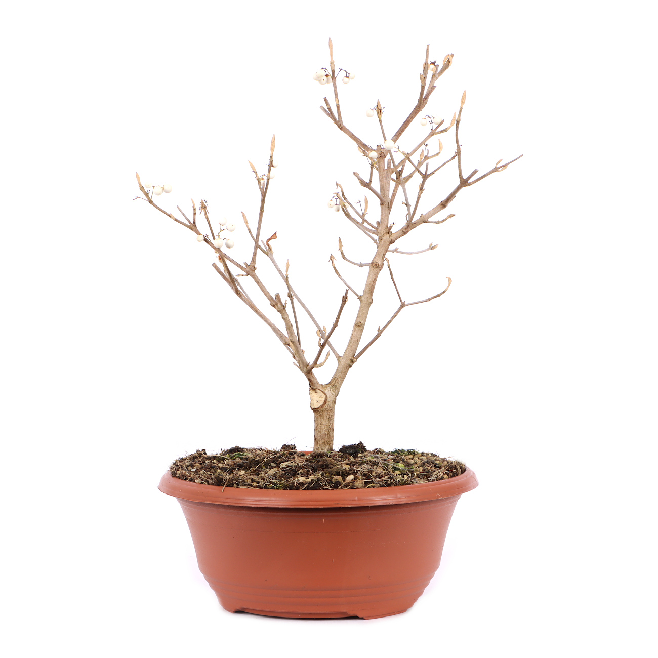 Callicarpa japonica 'Leucocarpa'