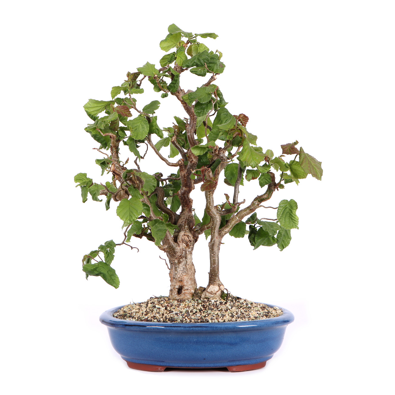 bonsai schweinchen Serissa mit Kiesteller