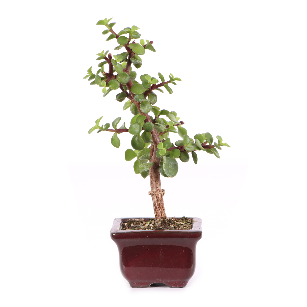 Portulacaria afra