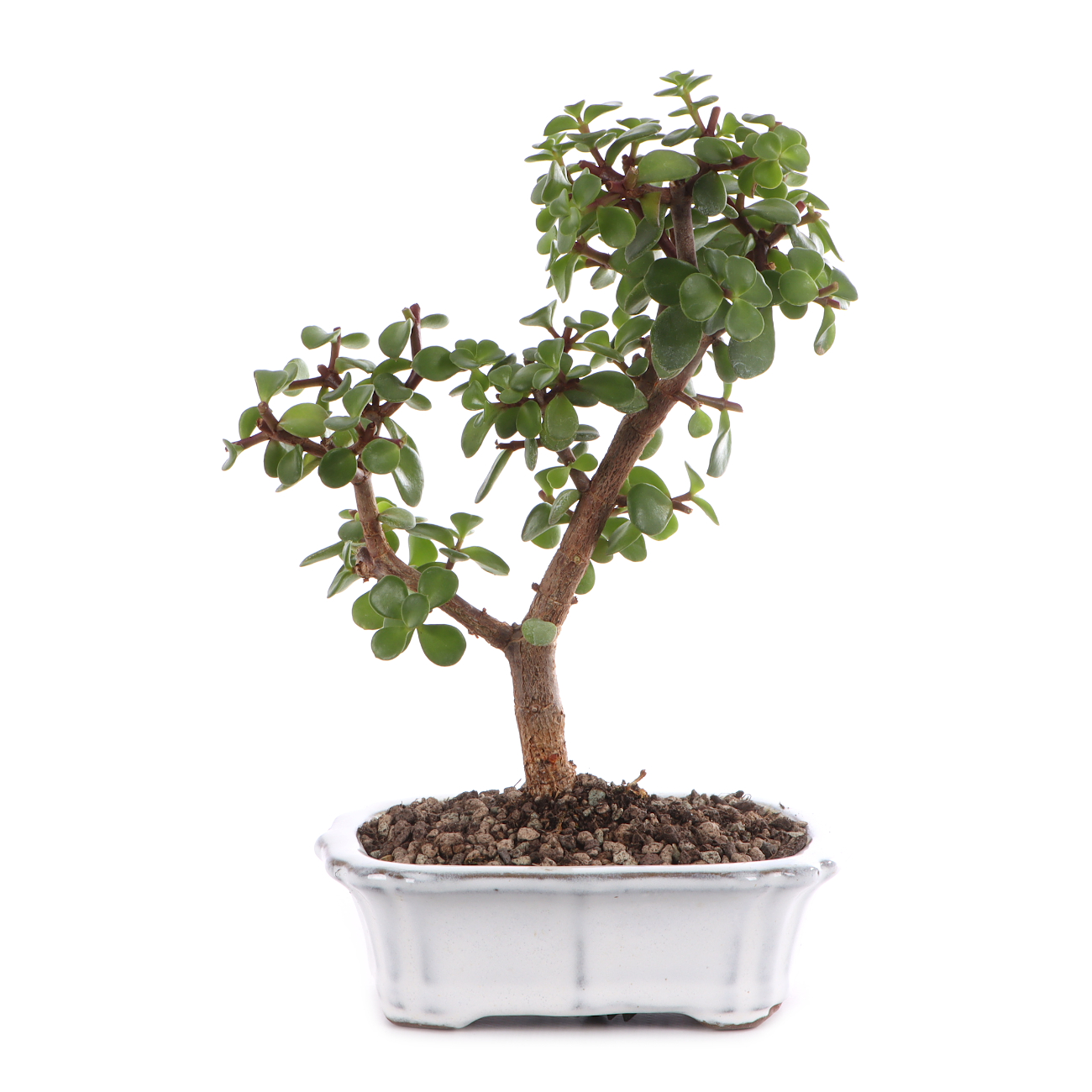 Portulacaria afra
