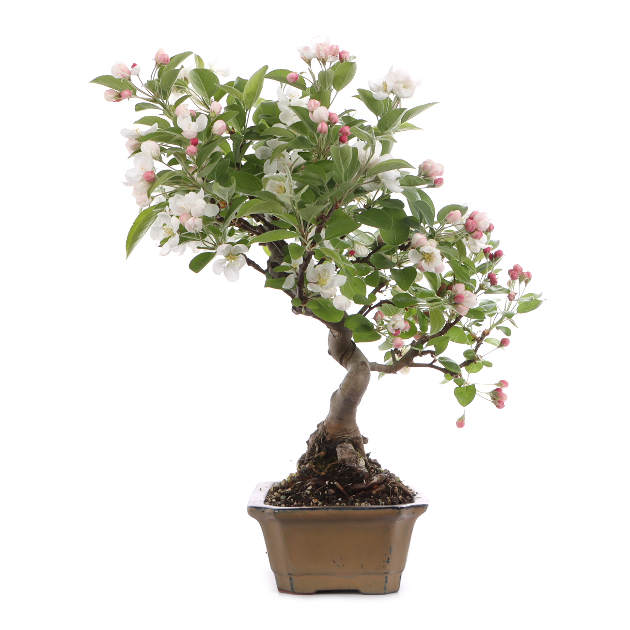 Malus spec.