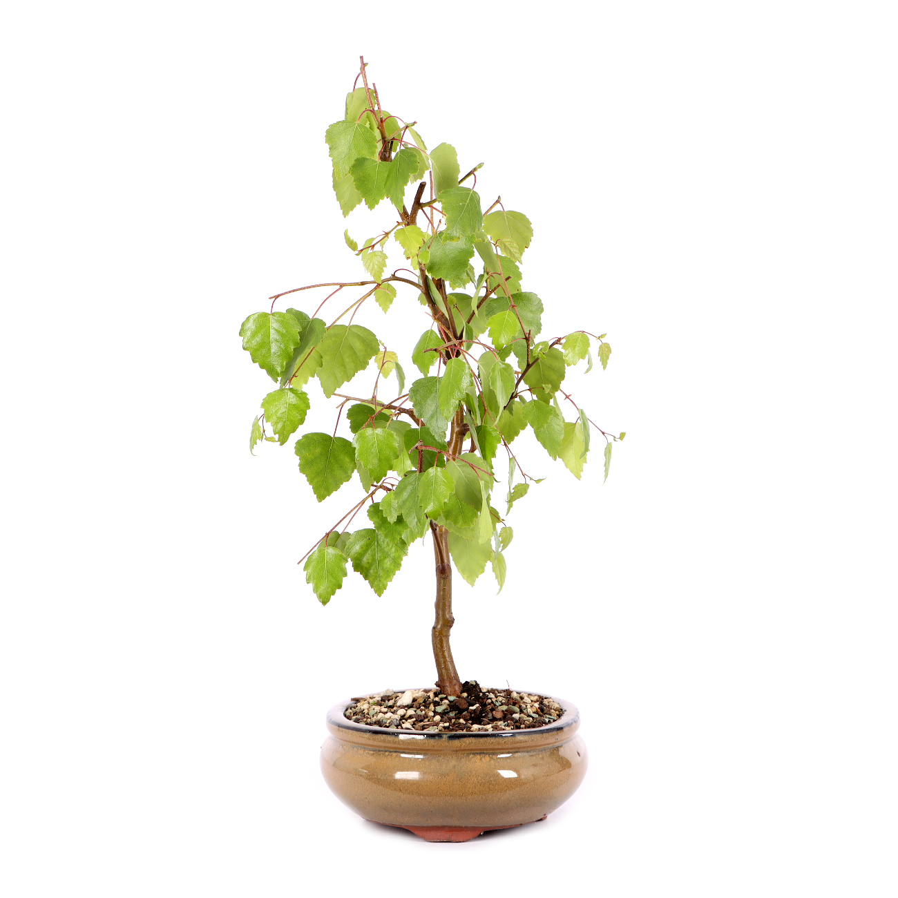 Betula pendula 'Youngii'