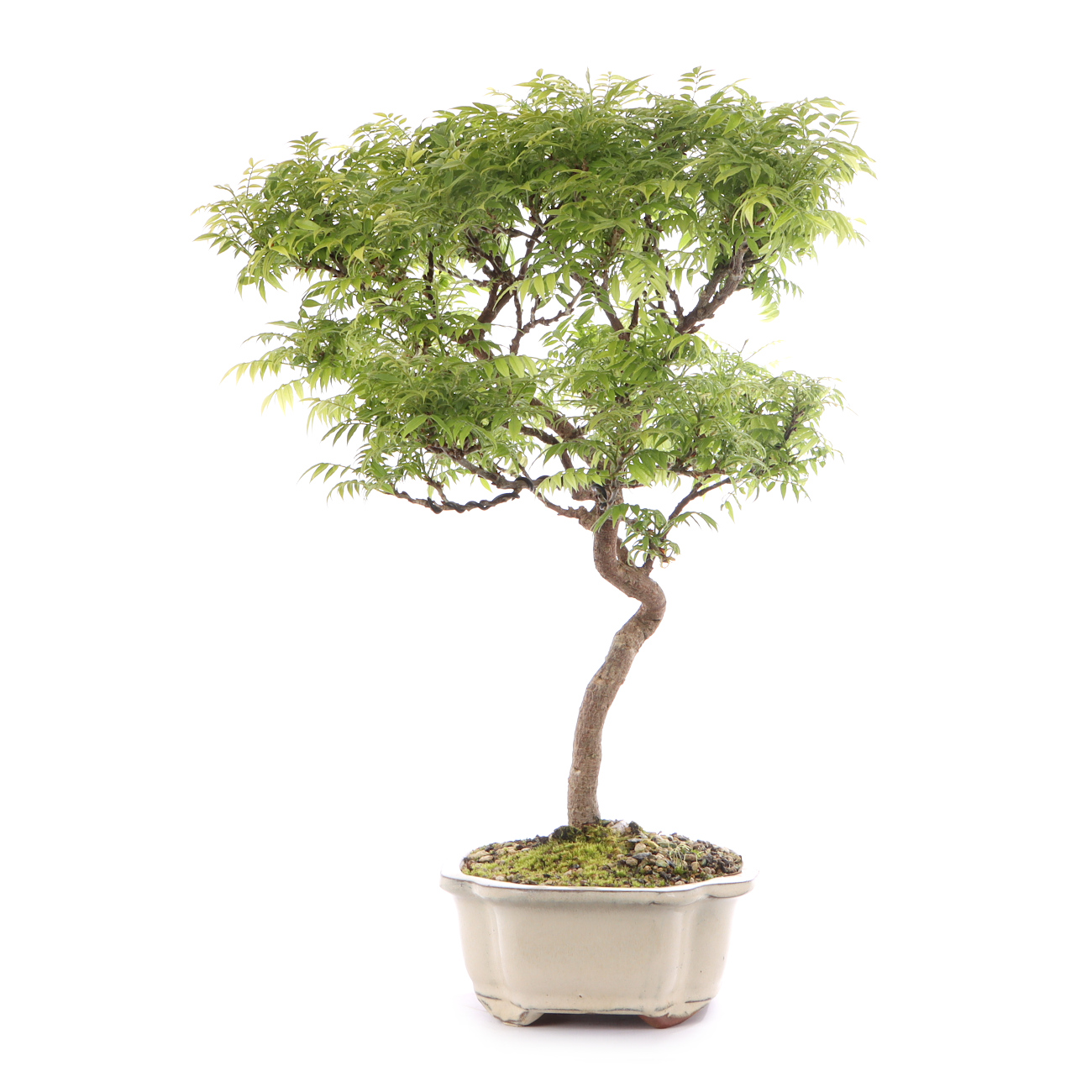 Millettia japonica 'Hime Fuji'