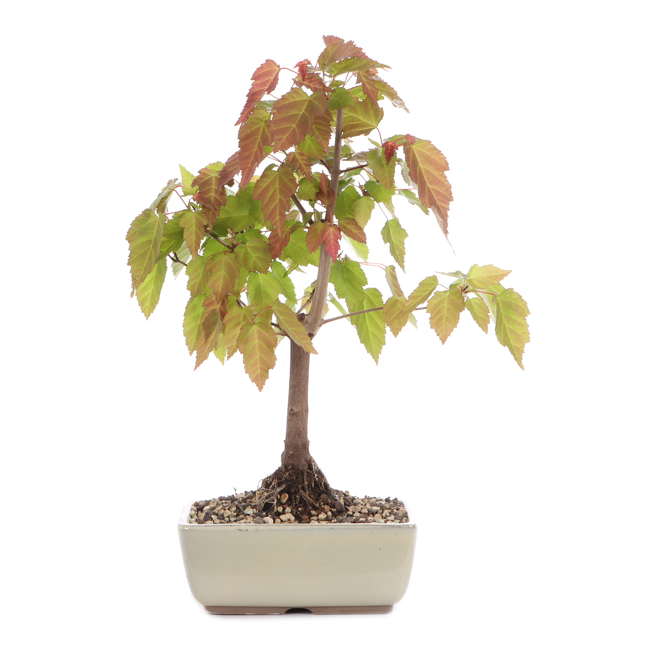 Acer ginnala