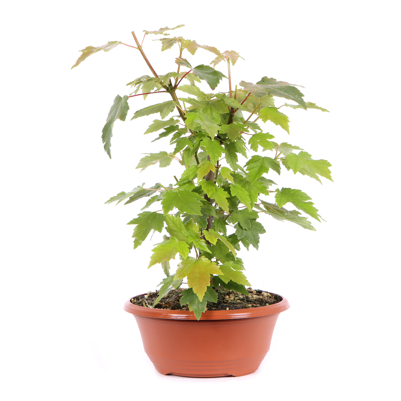 Seitenansicht rechts