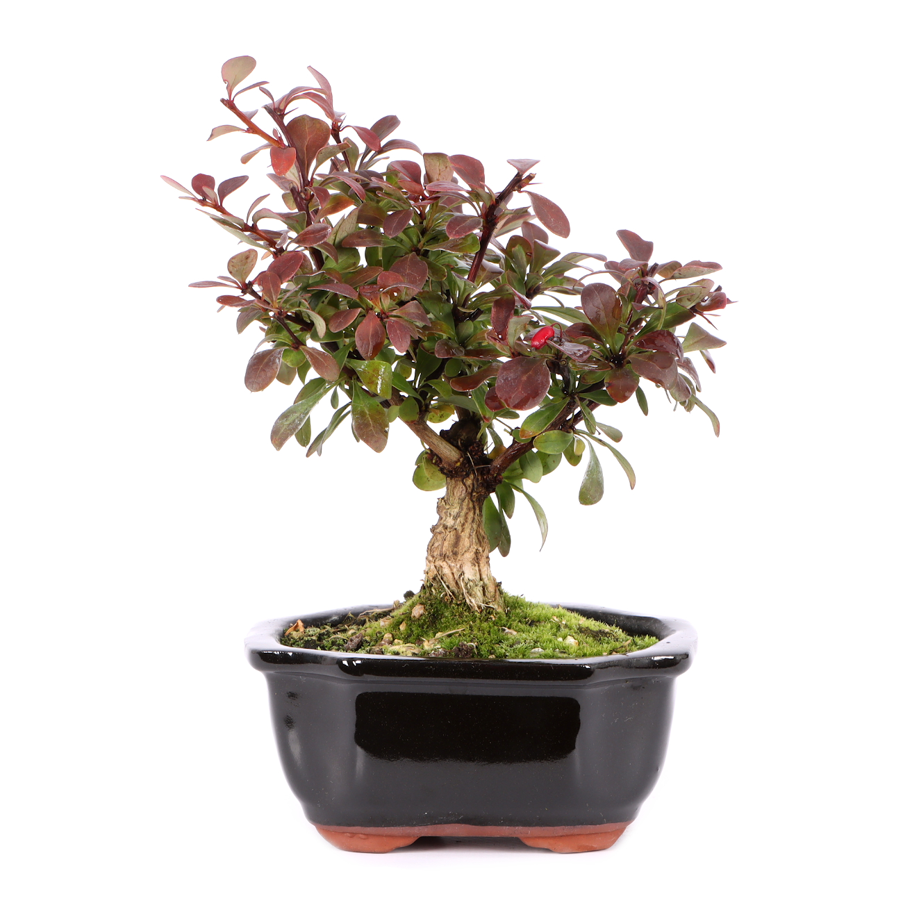 Berberis thunbergii 'Atropurpurea Nana'