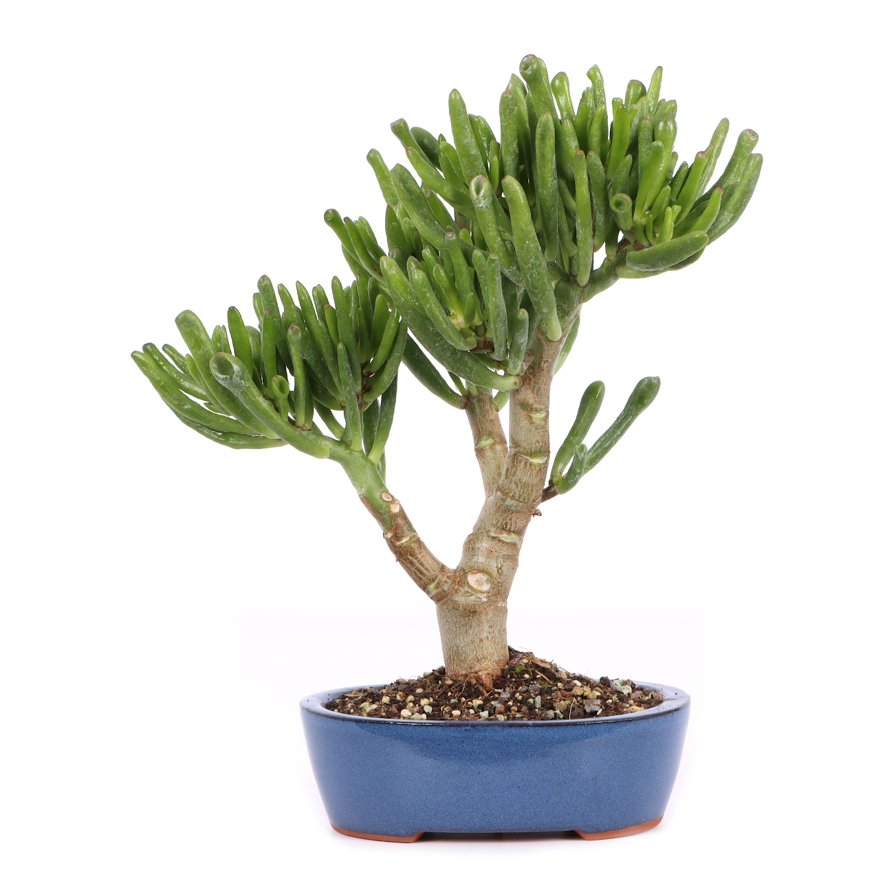 Crassula ovata 'Horn Tree'
