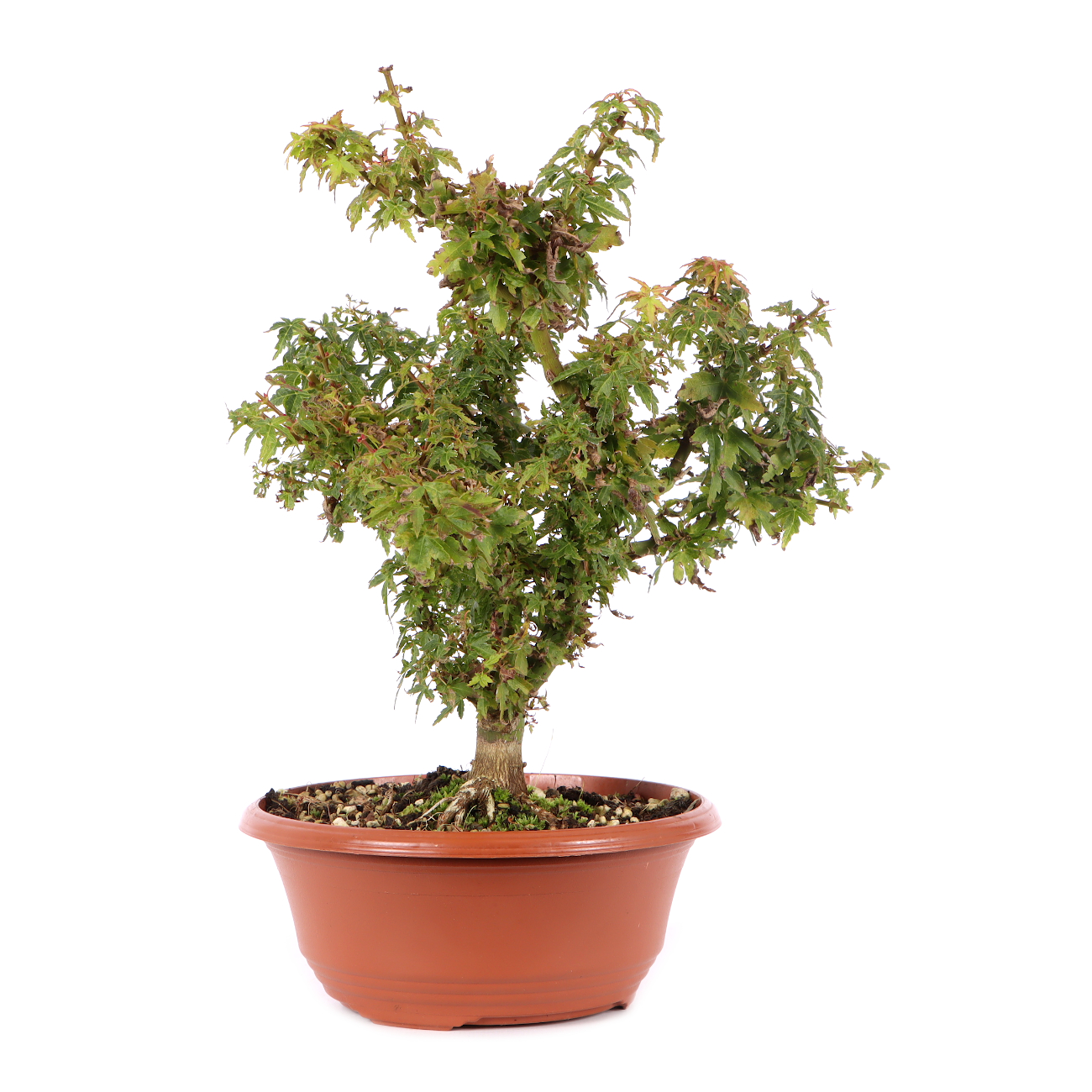 Acer palmatum 'Kotohime'