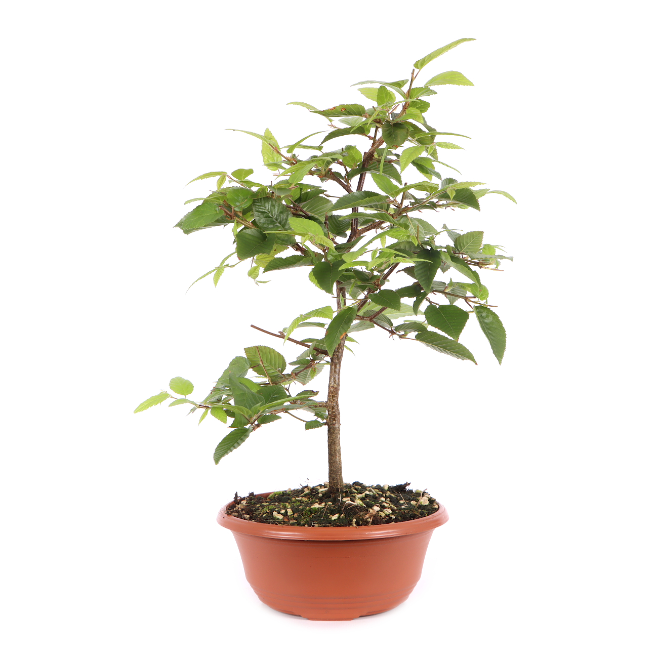 Carpinus turczaninowii