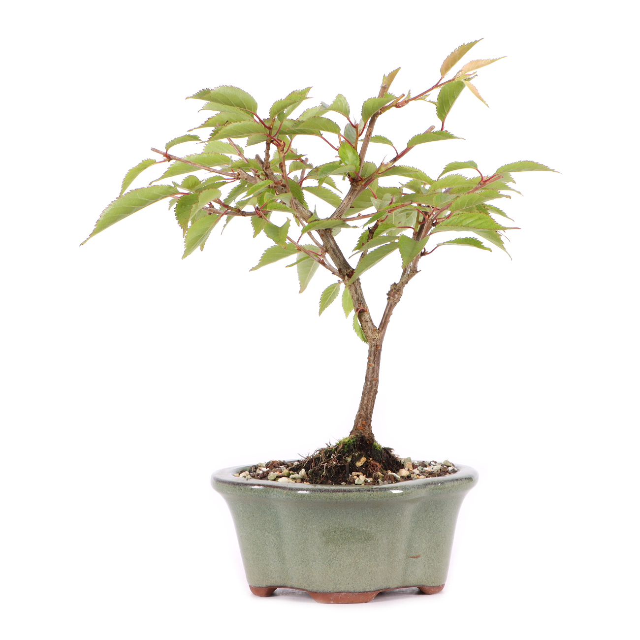 Prunus subhirtella 'Okame'
