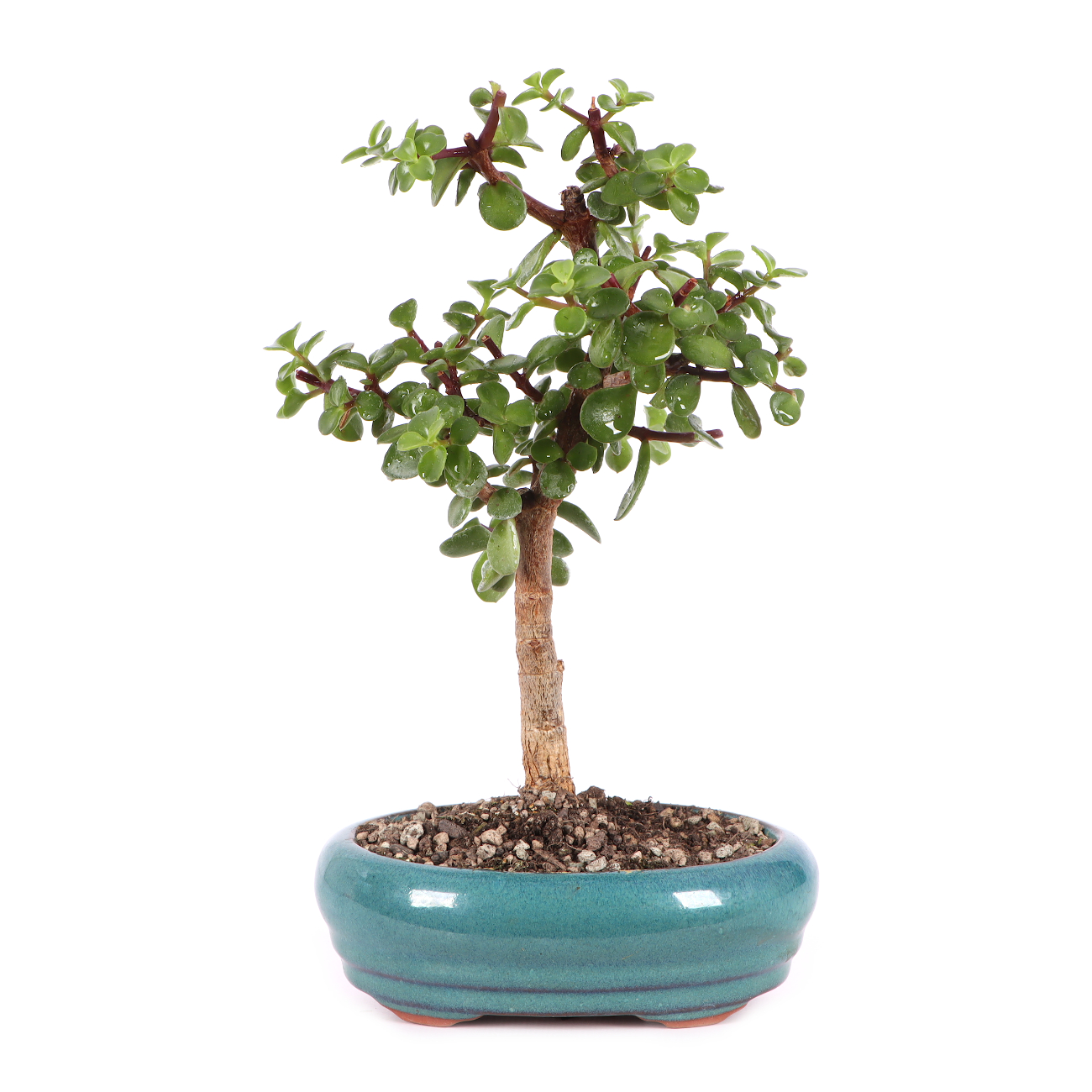 Portulacaria afra
