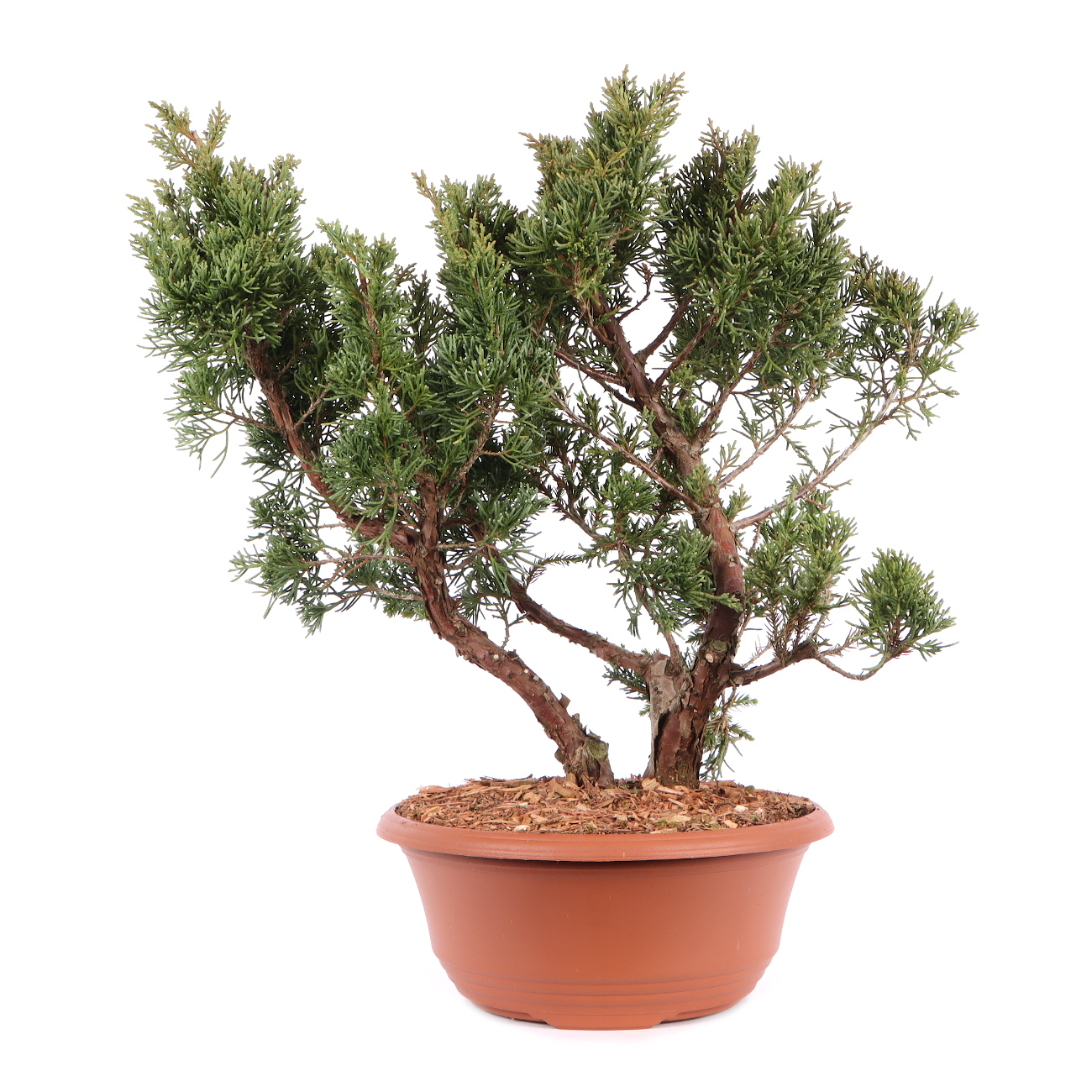 Juniperus chinensis 'Blaauw'