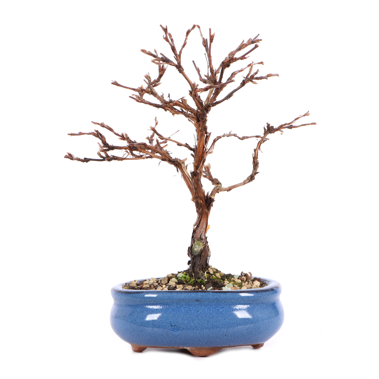 Potentilla fruticosa 'Goldteppich'