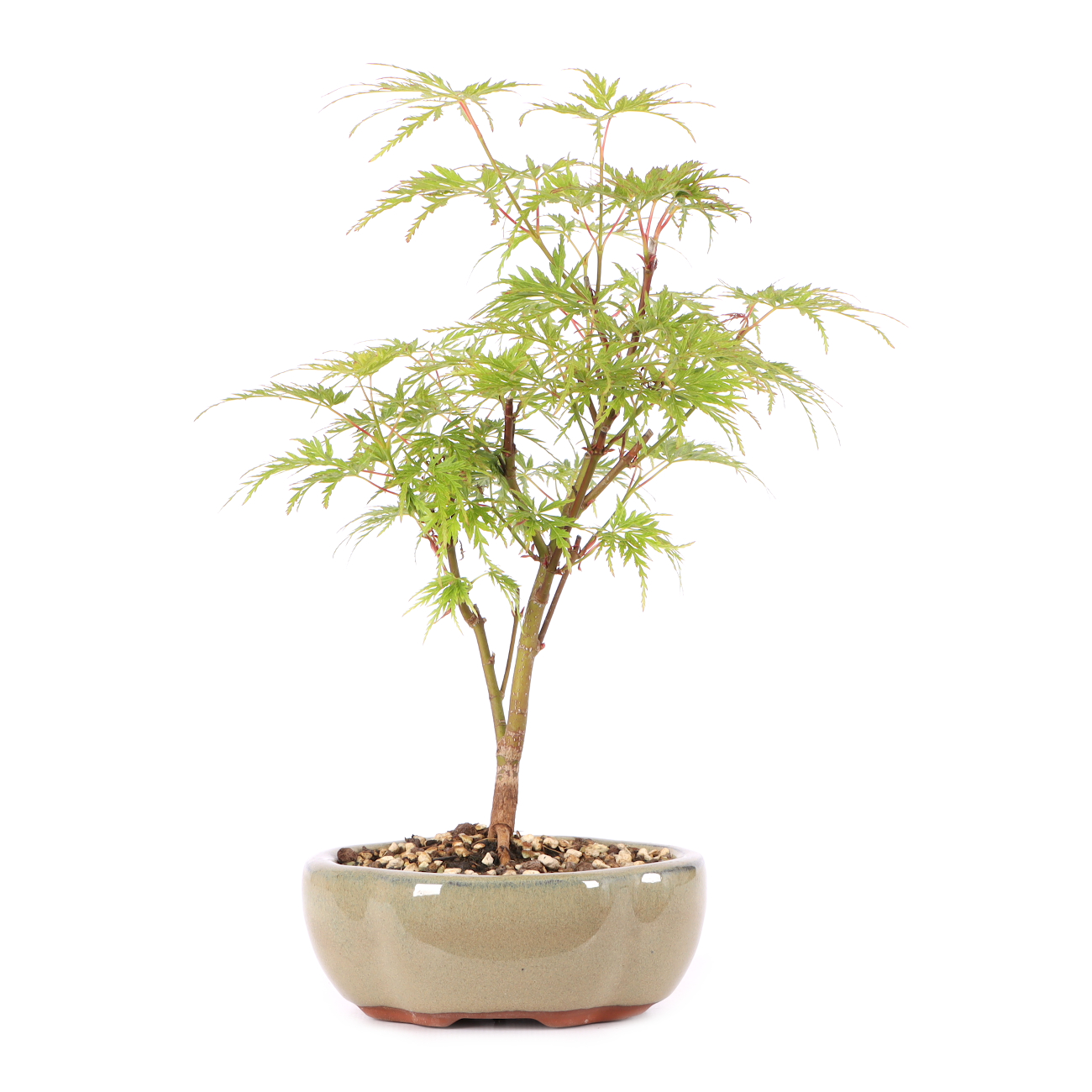 Acer palmatum 'Seiryu'