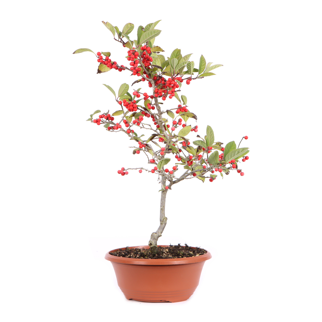 Seitenansicht rechts