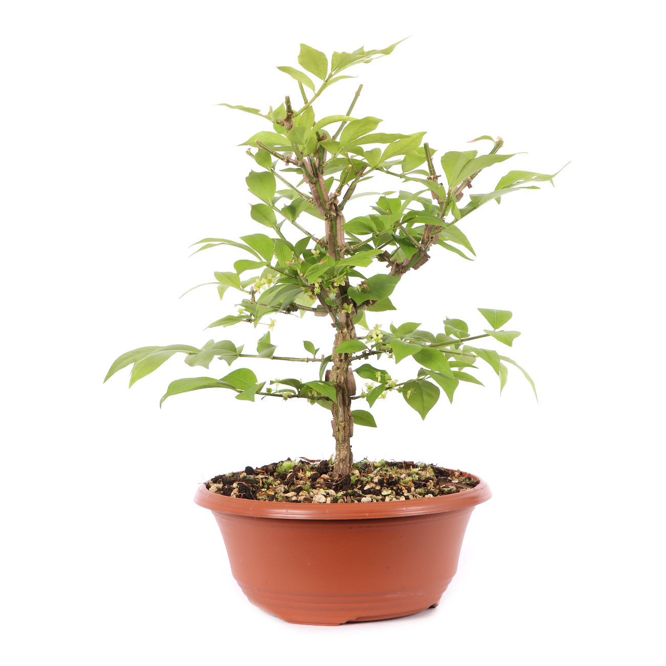Euonymus alatus