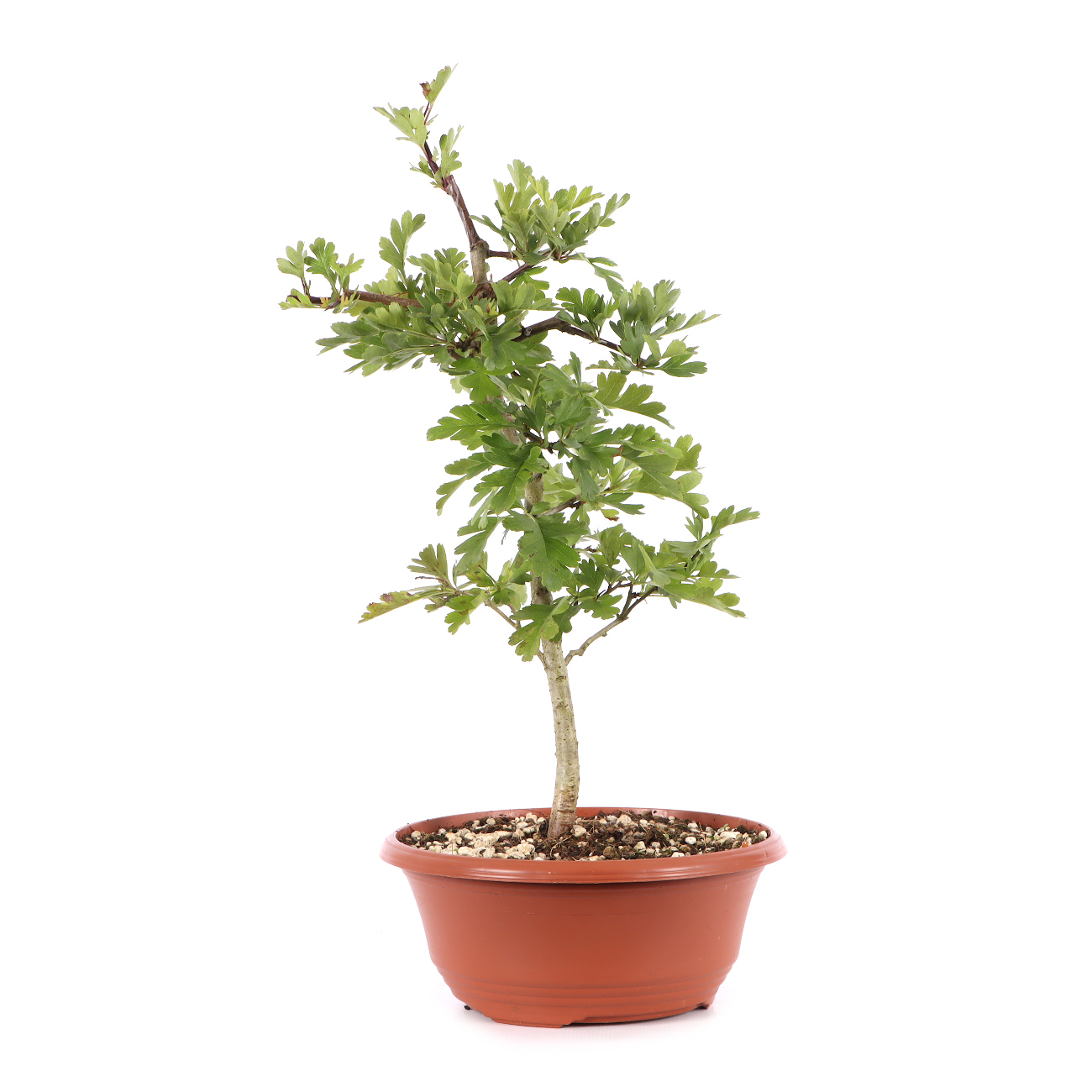 Crataegus monogyna