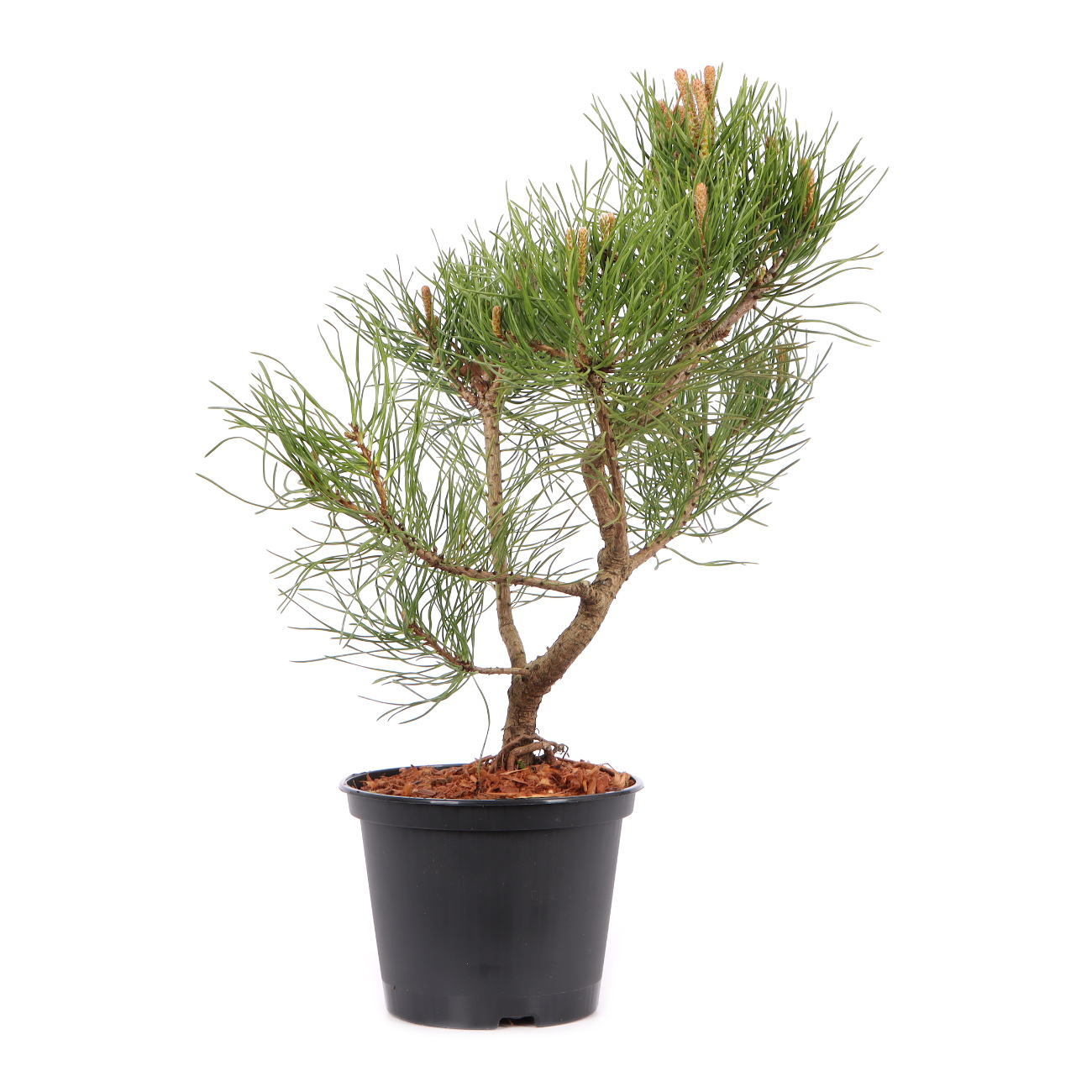 Pinus mugo subsp. uncinata